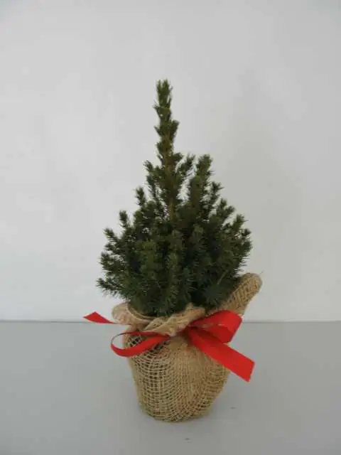 4029395007889 Geschmückte Zuckerhutfichte 1 L Container