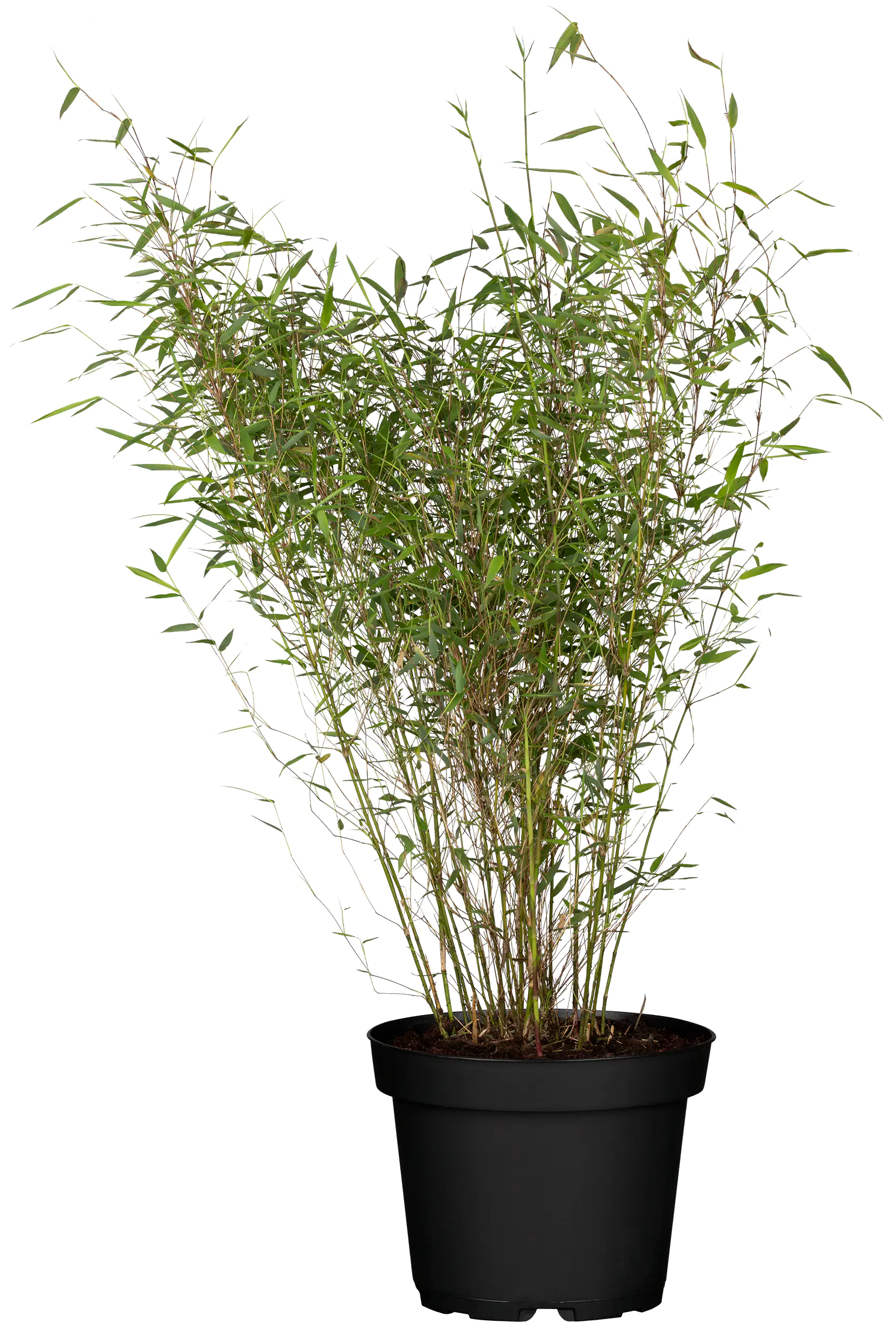 Bambus Fargesia Rufa H 60-80 cm 7,5 Liter Container