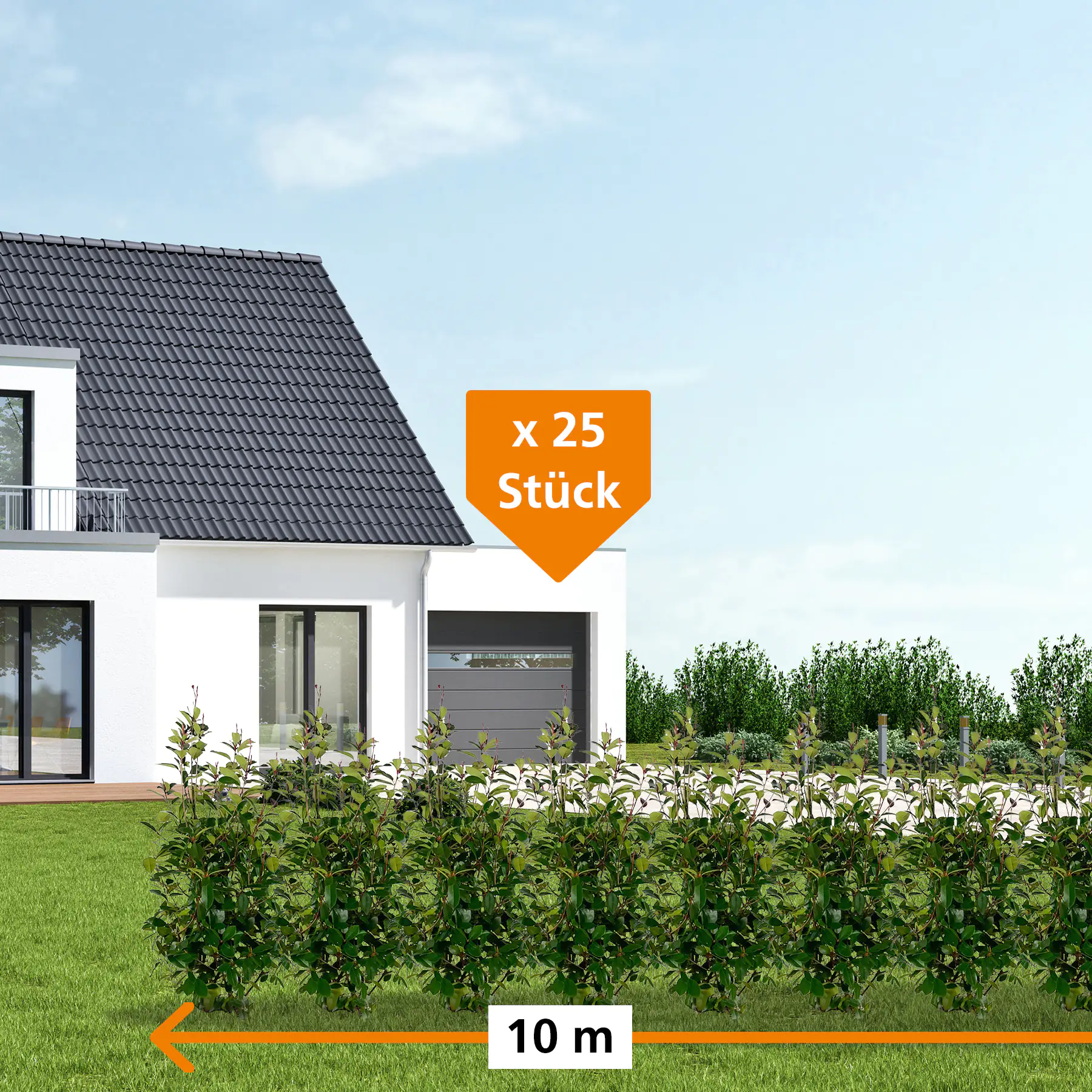 Glanzmispel Photinia fraseri Red Robin H 80 - 100 cm, 25 Stück