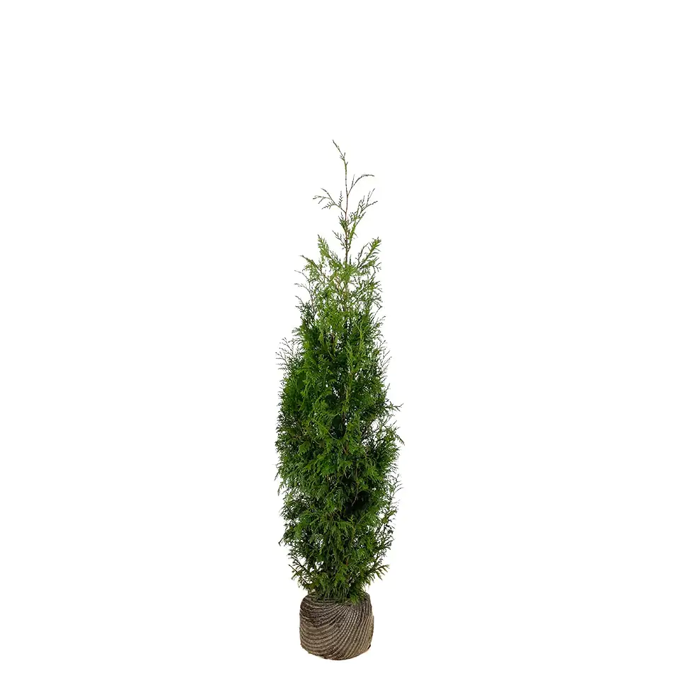 Lebensbaum Thuja plicata Martin H 160 - 180 cm, 15 Stück Lebensbaum Thuja plicata Martin H 160 - 180 cm, 15 Stück