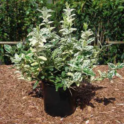 4029395003997 Kriechspindel Harlequin 11 cm Topf