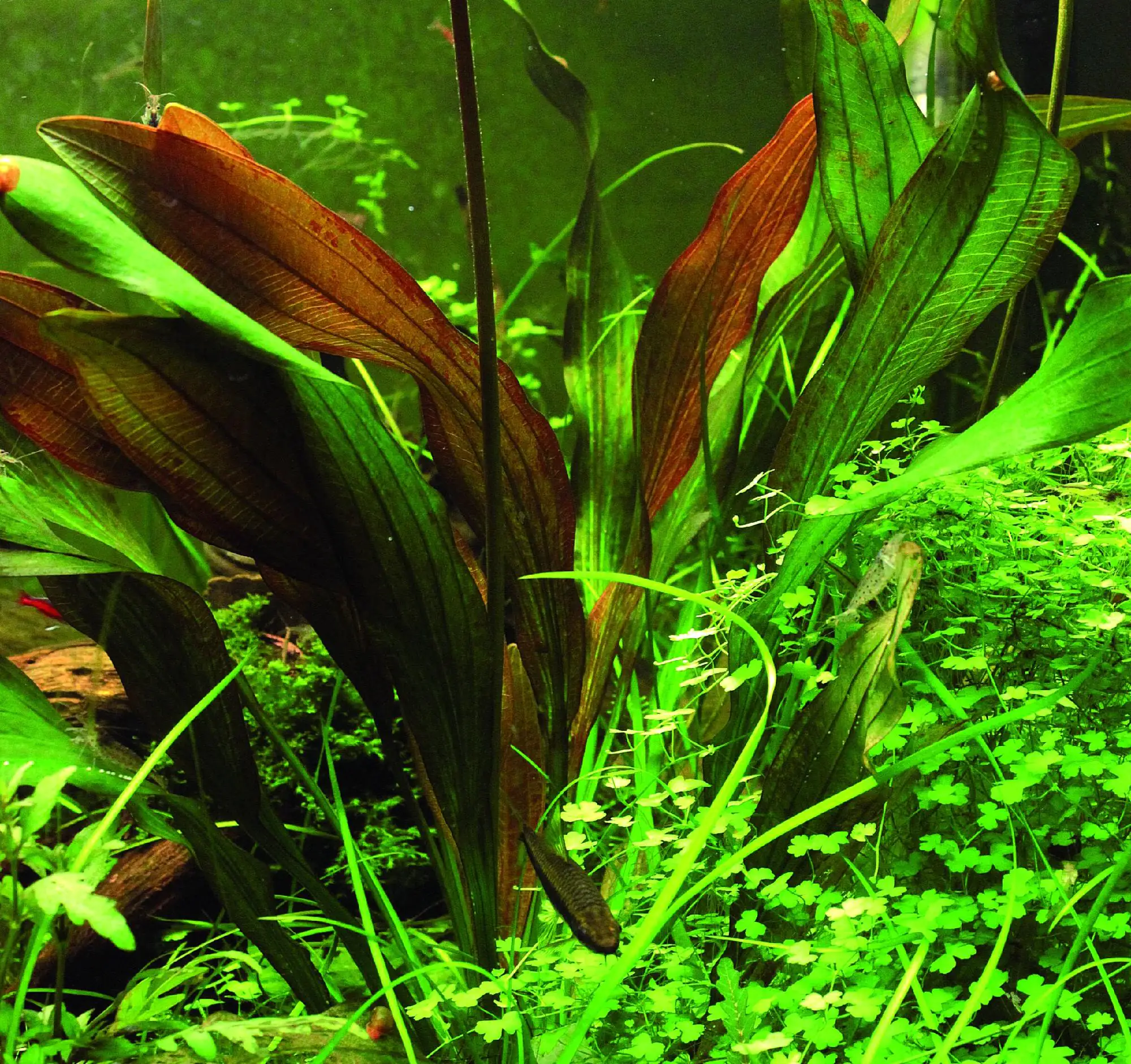 Dennerle Aquarienpflanze Echinodorus Red Chamäleon Dennerle Aquarienpflanze Echinodorus Red Chamäleon