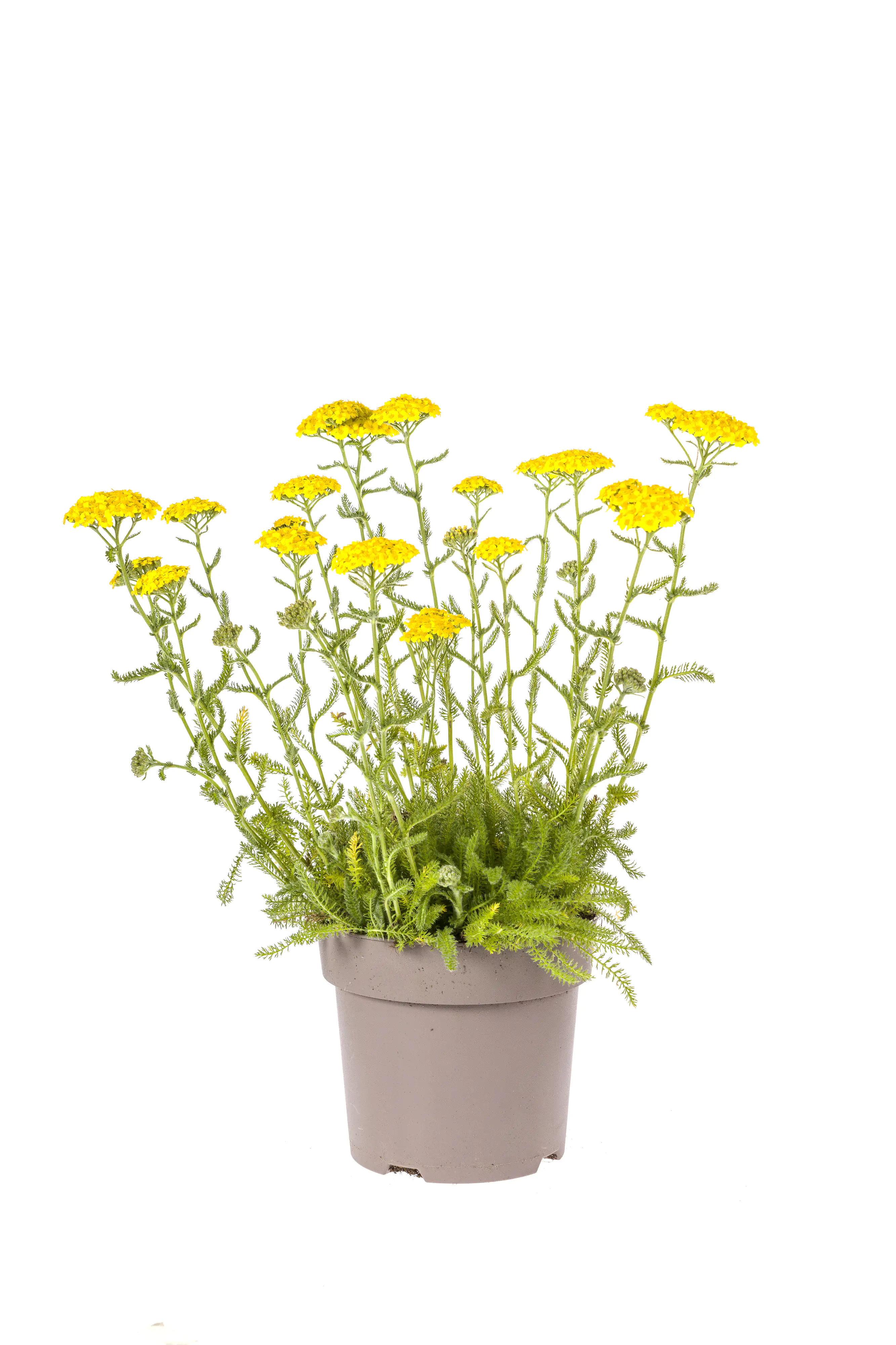 Schafgarbe Achillea millefolium 19 cm Topf Schafgarbe Achillea millefolium 19 cm Topf