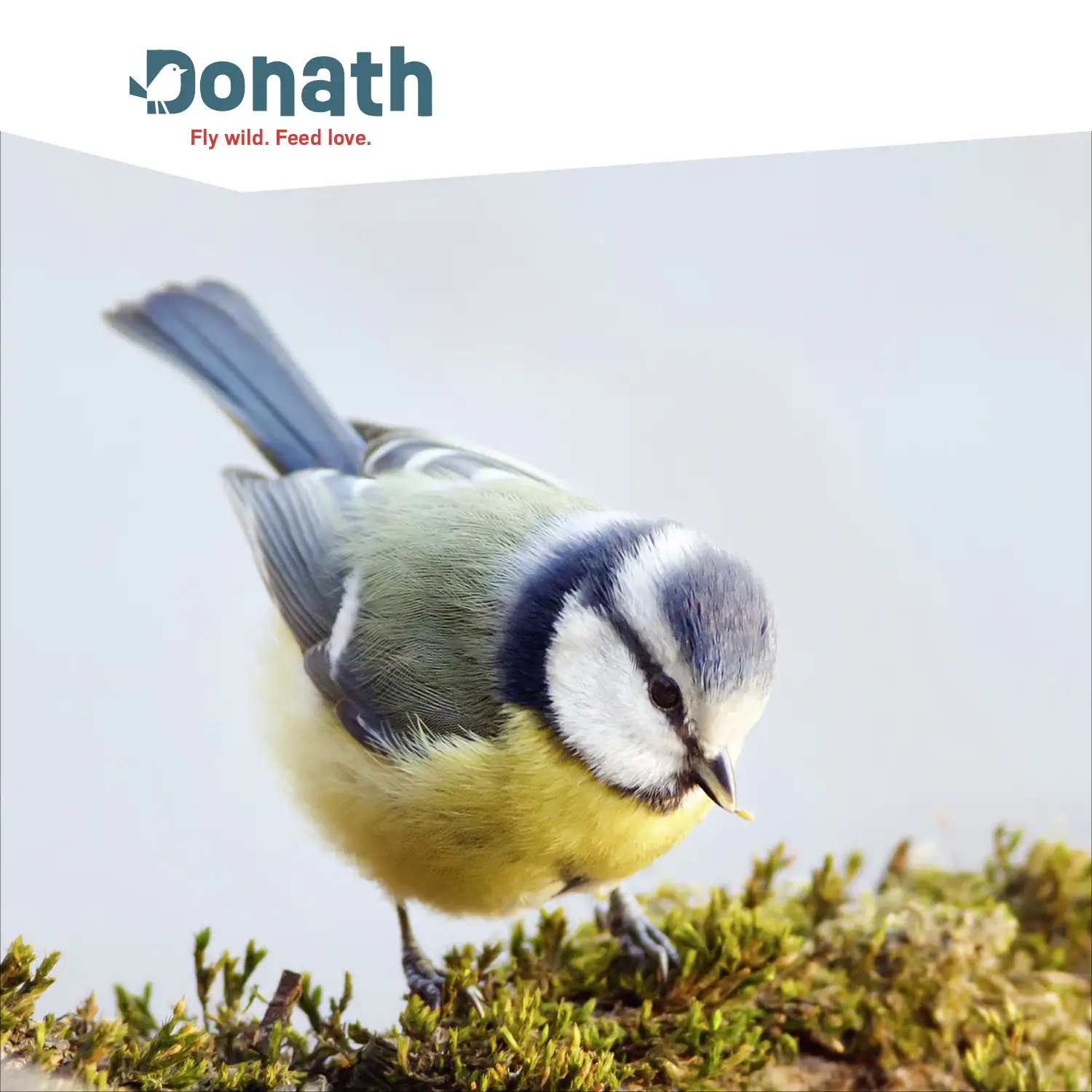 4260681740480_2833930 Donath Meisenknödel Energie-Knödel Hanf 6 Stück
