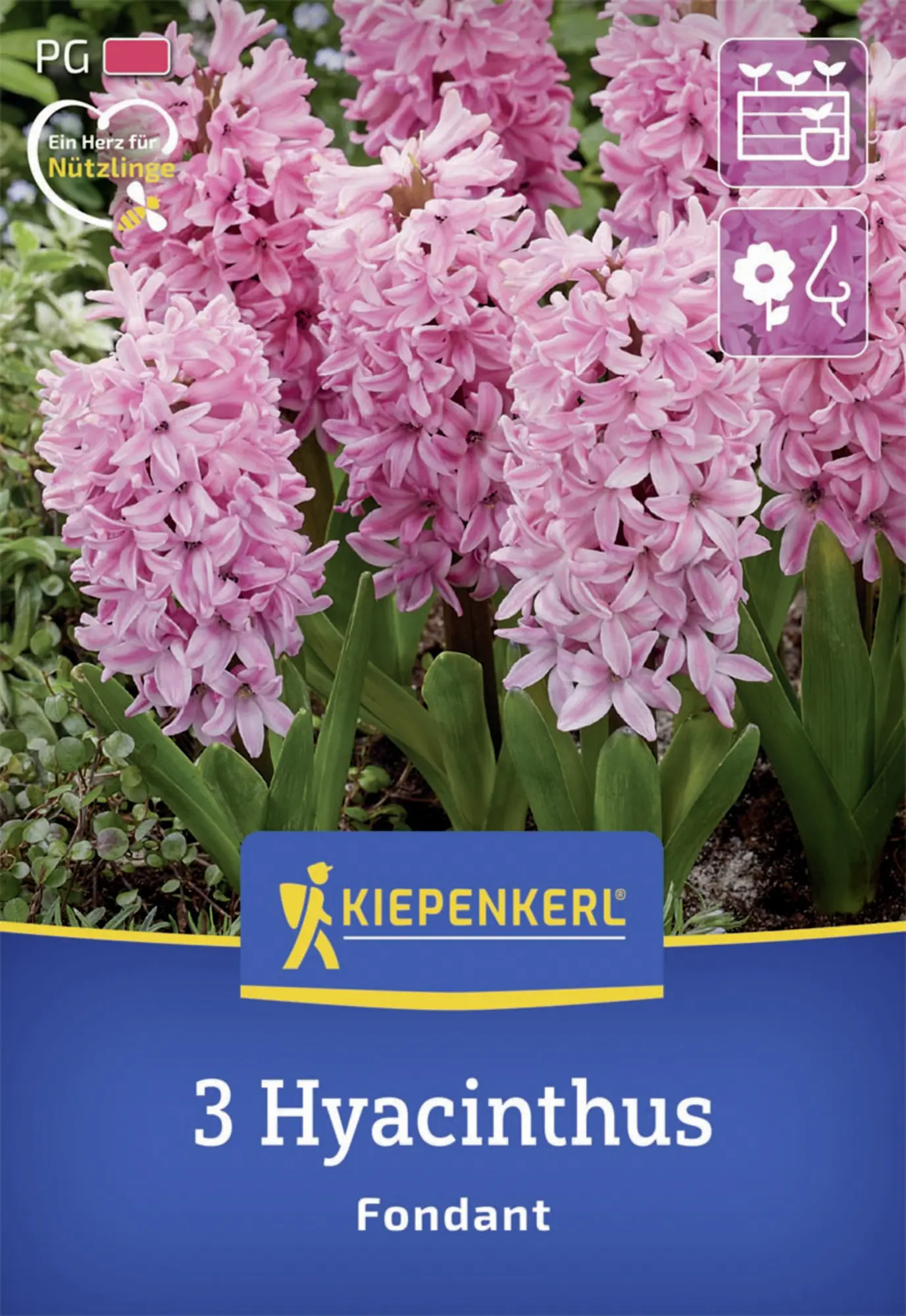 Kiepenkerl Herbstblumenzwiebel Hyazinthe Fondant 3 Stück