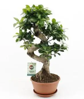 Ficus Ginseng Bonsai 22 cm Topf kaufen Globus Baumarkt