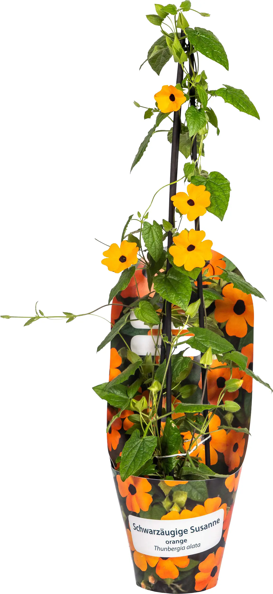 Thunbergia Alata 'Sunny Susy' Schwarzäugige Susanne 13 cm