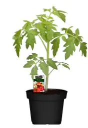 Tomatenpflanze Solanum lycopersicum 12 cm Topf