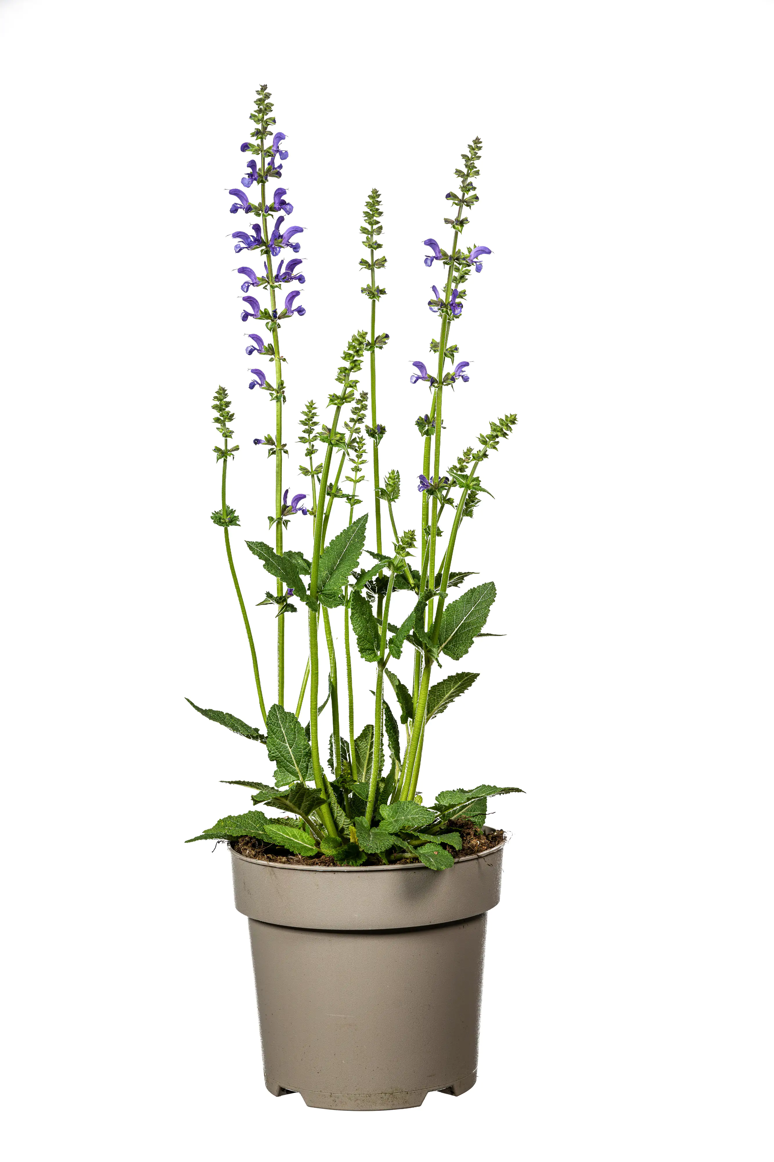 Wiesensalbei Salvia pratensis 19 cm Topf