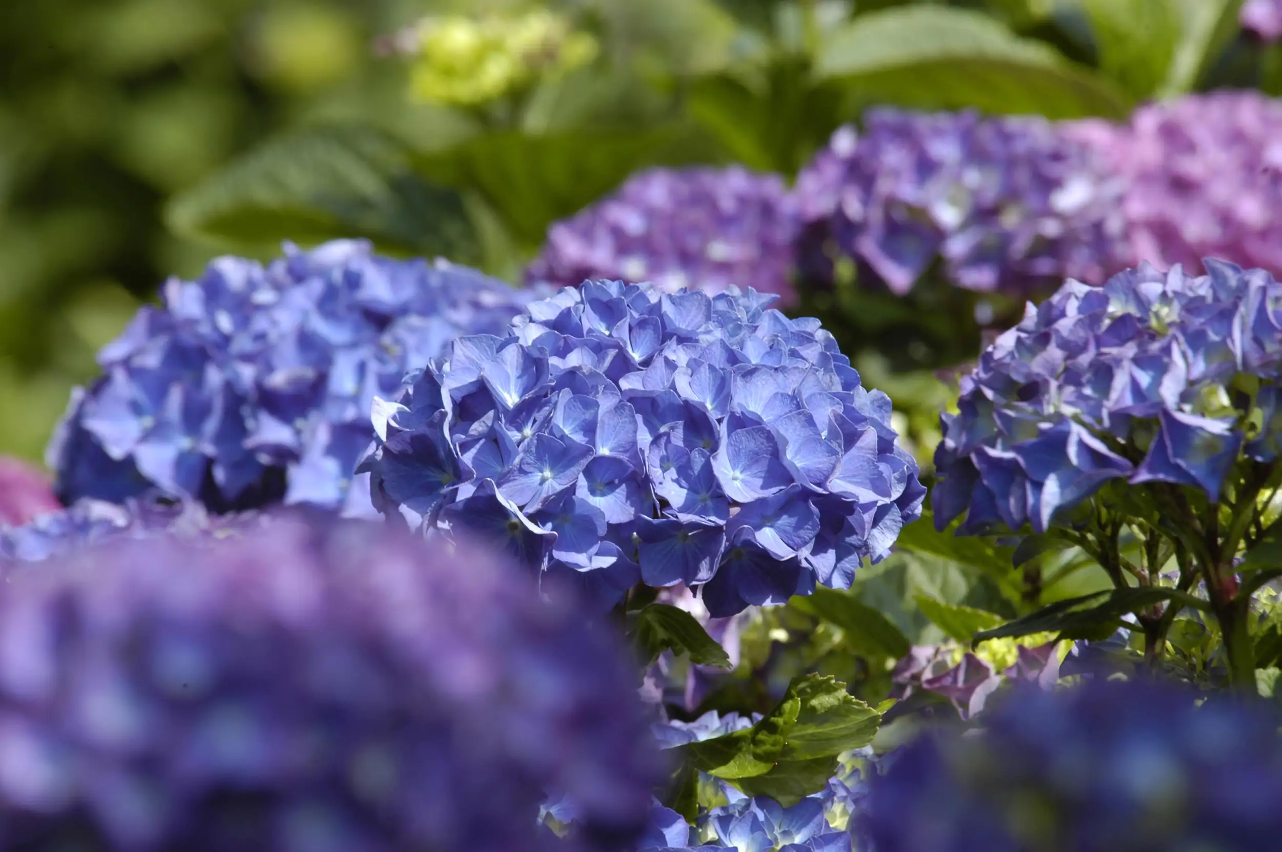 Freiland-Hortensie Hydrangea macrophylla 23 cm Topf Freiland-Hortensie Hydrangea macrophylla 23 cm Topf