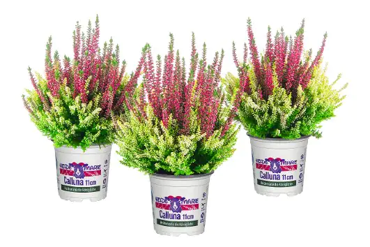 Heidemarie Calluna vulgaris die Königliche Heidemarie® H 12 - 15 cm P11 Container Heidemarie Calluna vulgaris die Königliche Heidemarie® H 12 - 15 cm P11 Container