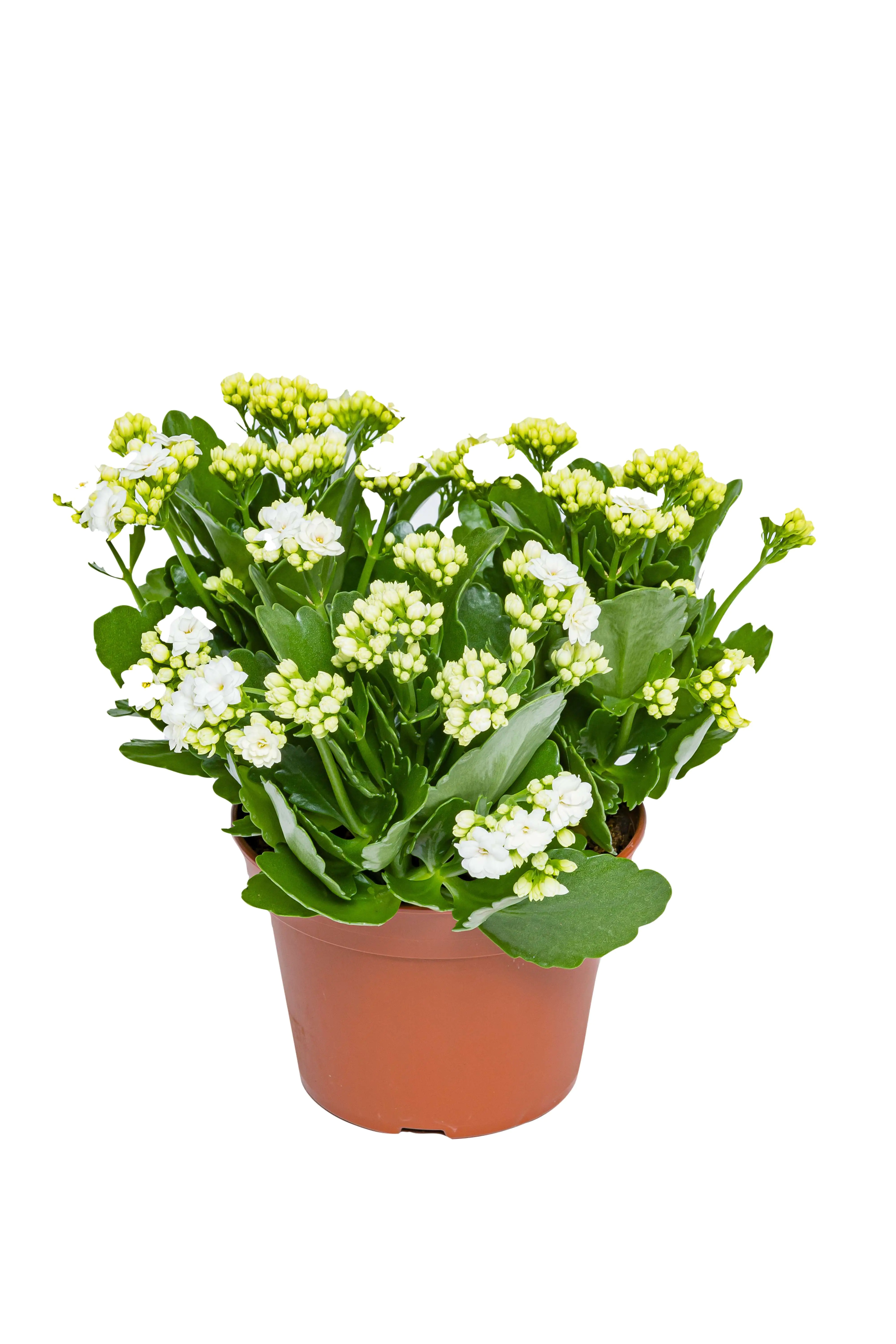 Flammendes Käthchen Kalanchoe Don Cedro weiß H ca. 27 cm 15 cm Topf