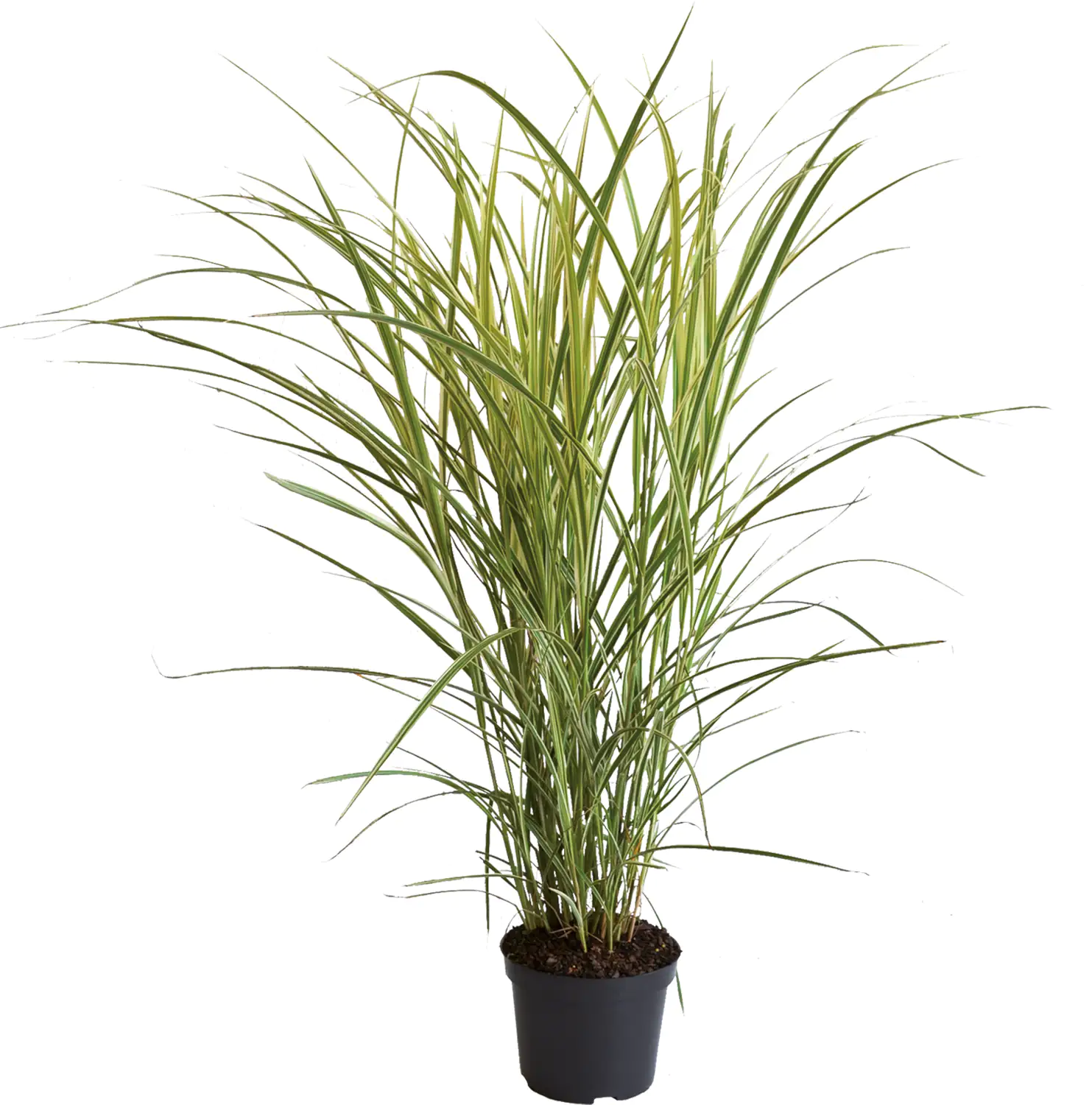 Chinaschilf Miscanthus sinensis 4 l Container