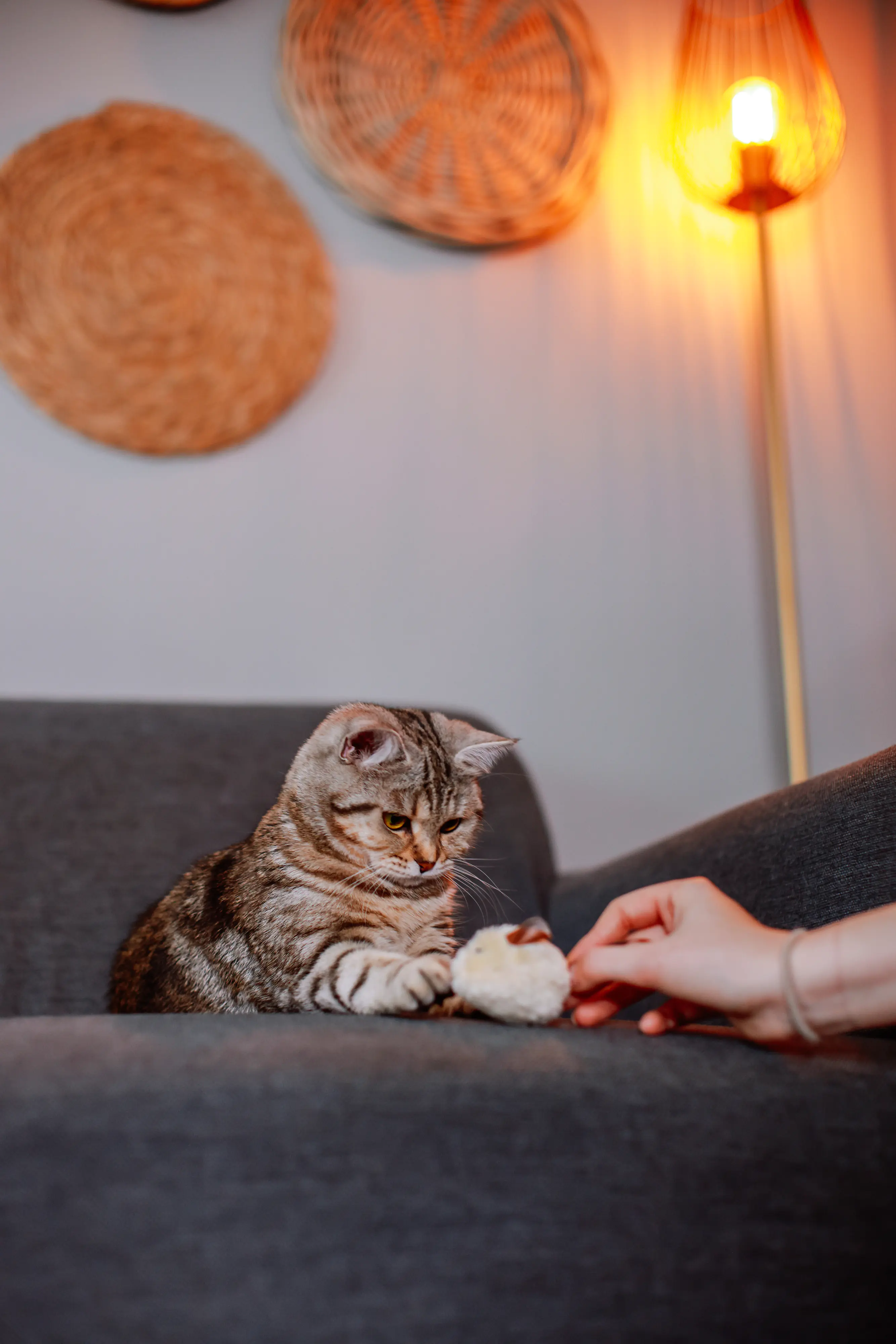 Nobby Katzenspielzeug Plüschmaus mit Lederschwanz 6 cm - 3 Stk. Nobby Katzenspielzeug Plüschmaus mit Lederschwanz 6 cm - 3 Stk.