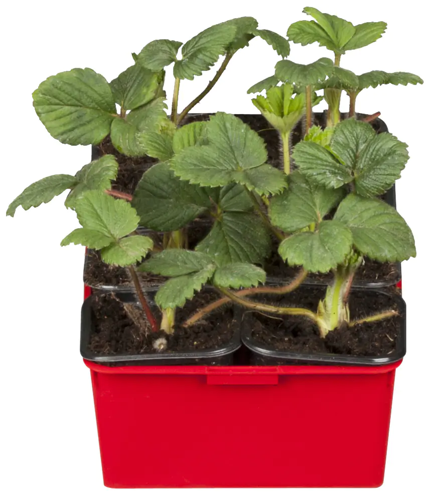 Fragaria x ananassa Toscana-Erdbeere 6er Tray 9 cm  Fragaria x ananassa Toscana-Erdbeere 6er Tray 9 cm
