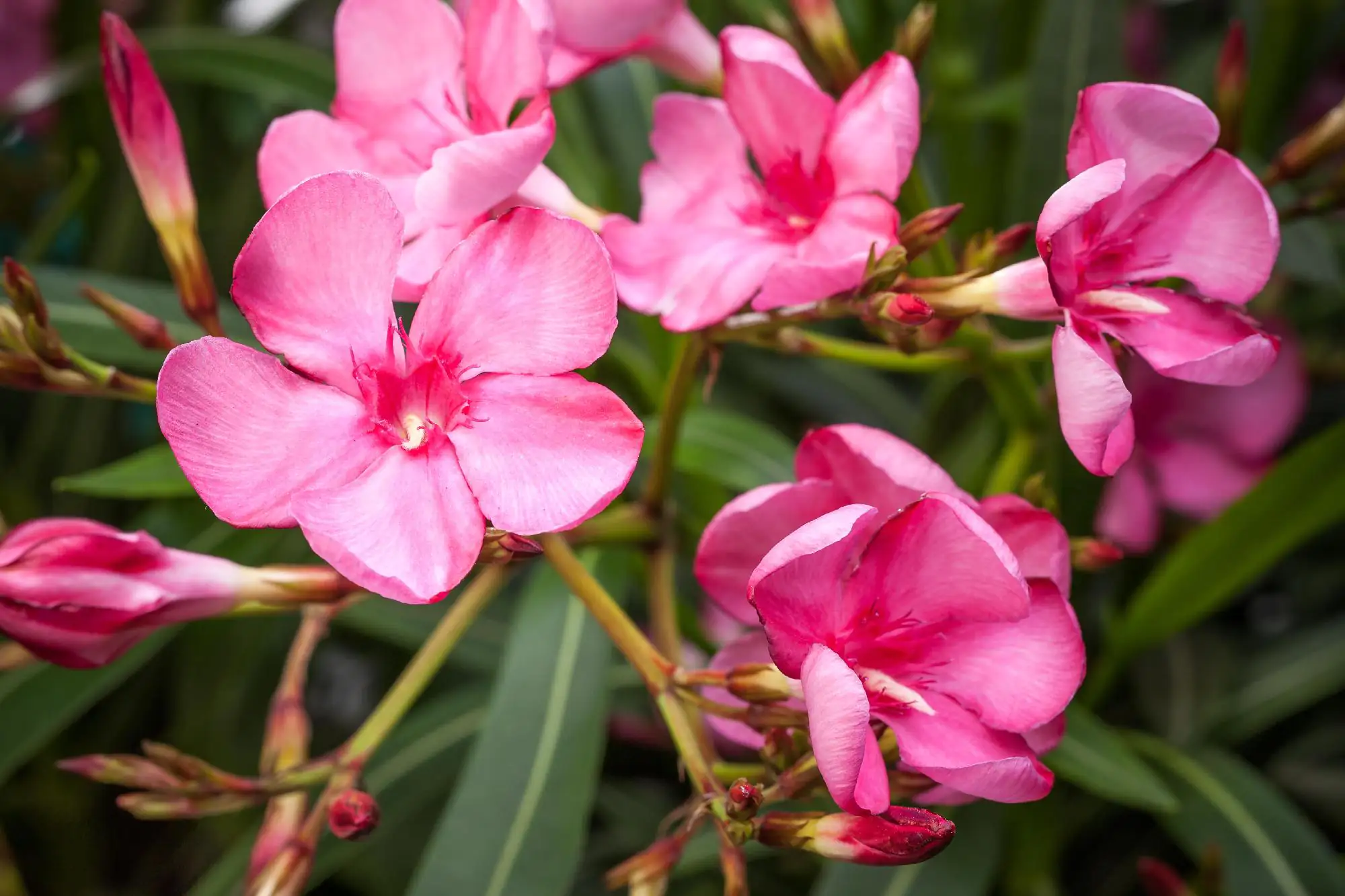 Rosenlorbeer Oleander Busch H 50 - 60 cm 19 cm Topf Rosenlorbeer Oleander Busch H 50 - 60 cm 19 cm Topf