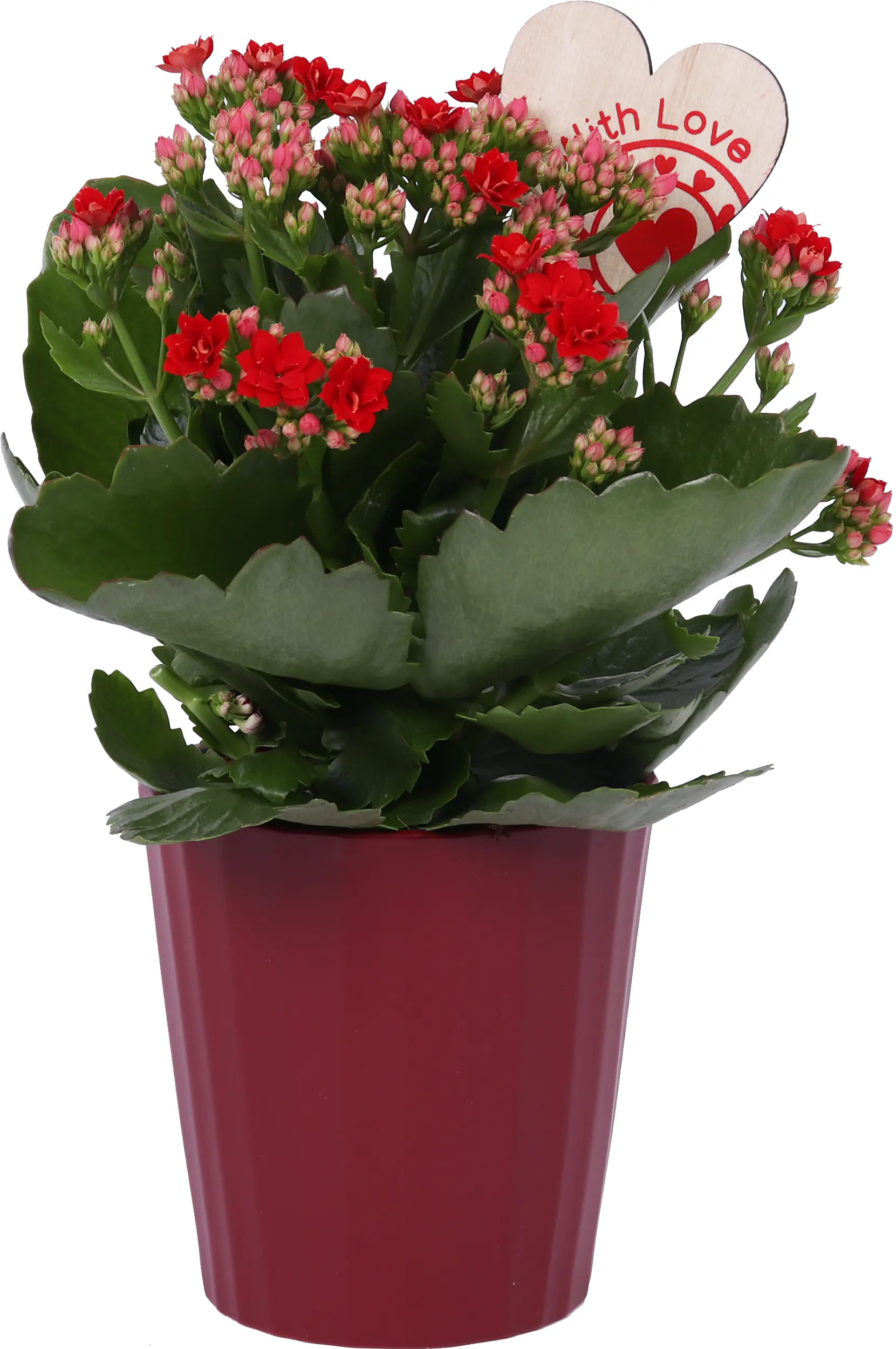 Flammendes Käthchen Kalanchoe im 12 cm Topf mit Deko zum Valentinstag