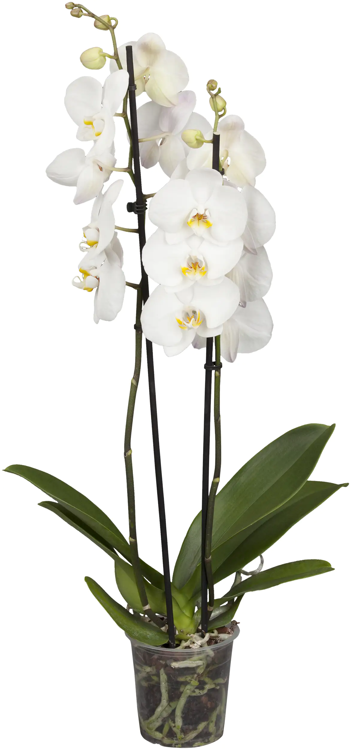 Orchidee Phalaenopsis 2 Trieber 55 cm hoch, im 12 cm Topf Orchidee Phalaenopsis 2 Trieber 55 cm hoch, im 12 cm Topf