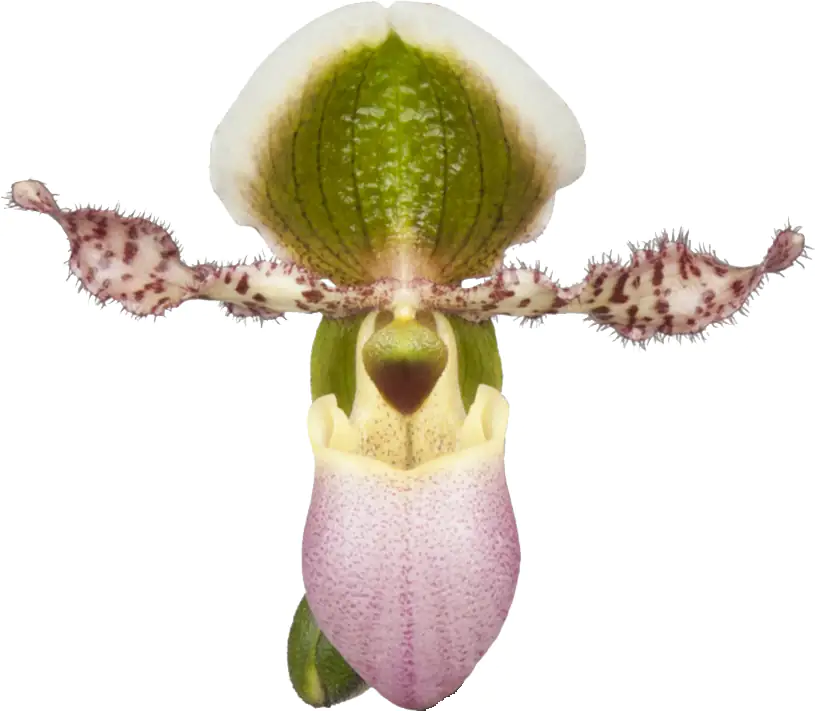 Frauenschuh Paphiopedilum Pinocchio H ca 40 cm 12 cm Topf Frauenschuh Paphiopedilum Pinocchio H ca 40 cm 12 cm Topf