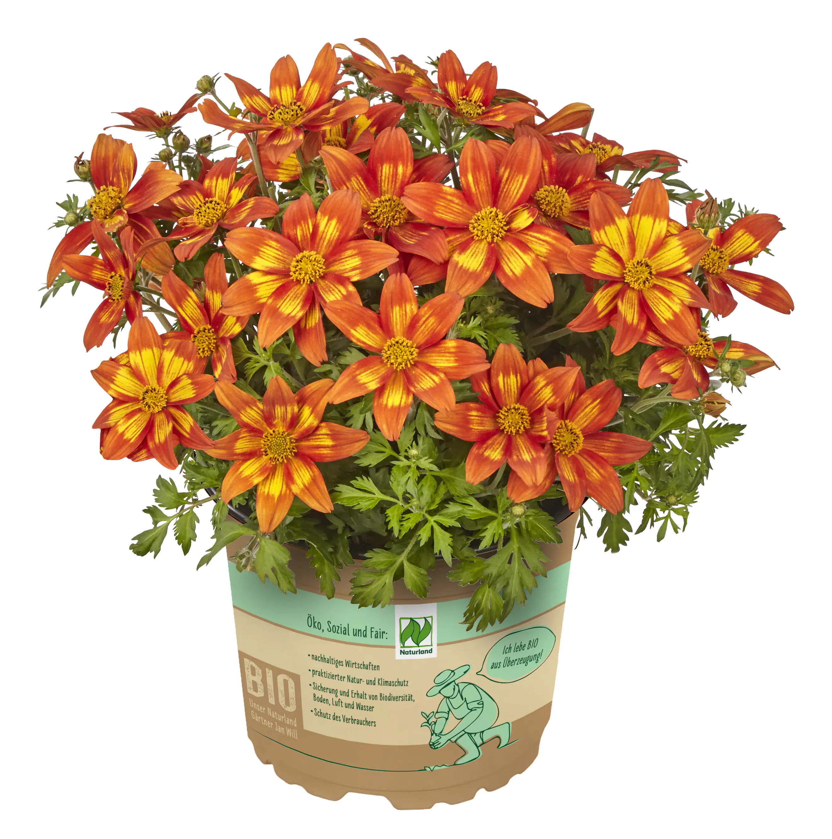 Bio Zweizähne Bidens ferulifolia 13 cm Topf