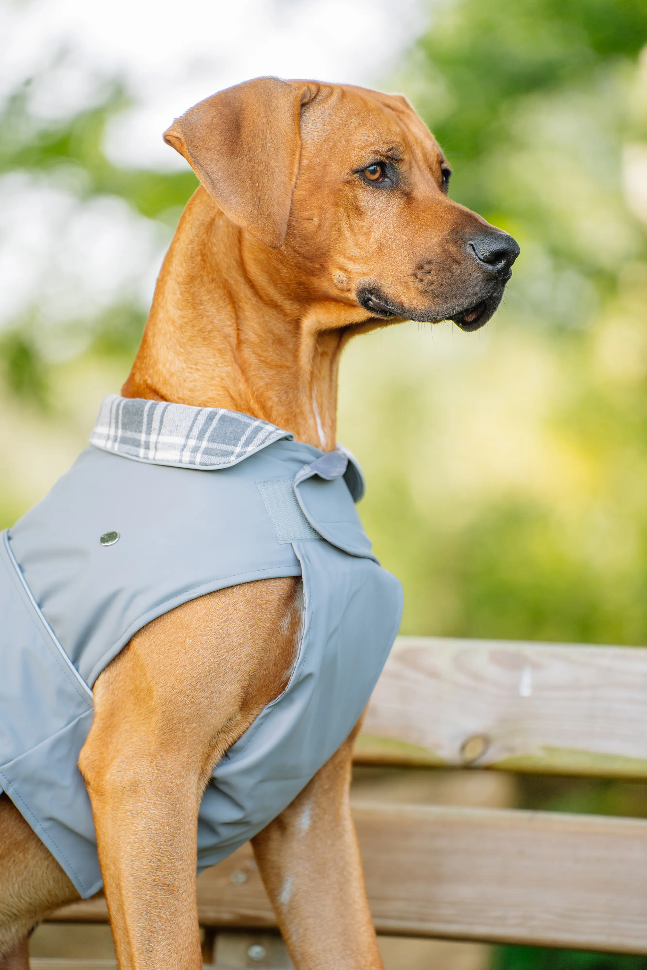 Nobby Hundemantel Sela grau