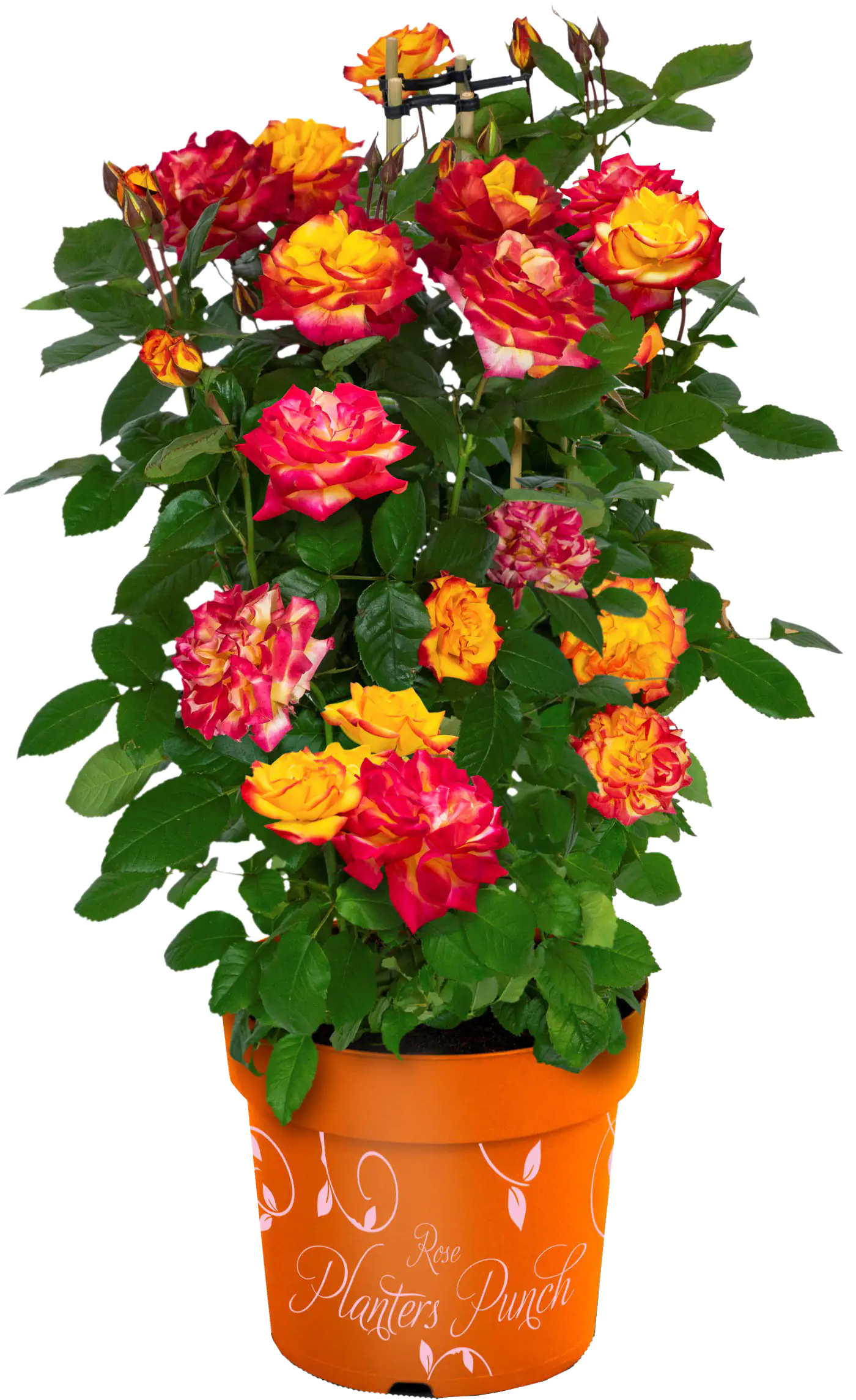 Rose Planters Punch Rosa H 40-60 cm 6L Container