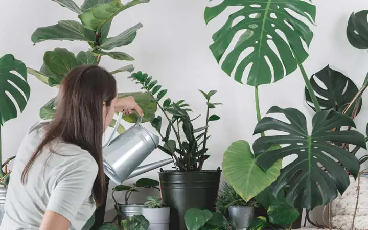 Urban Jungle Zimmerpflanzen – den Wohntrend gestalten