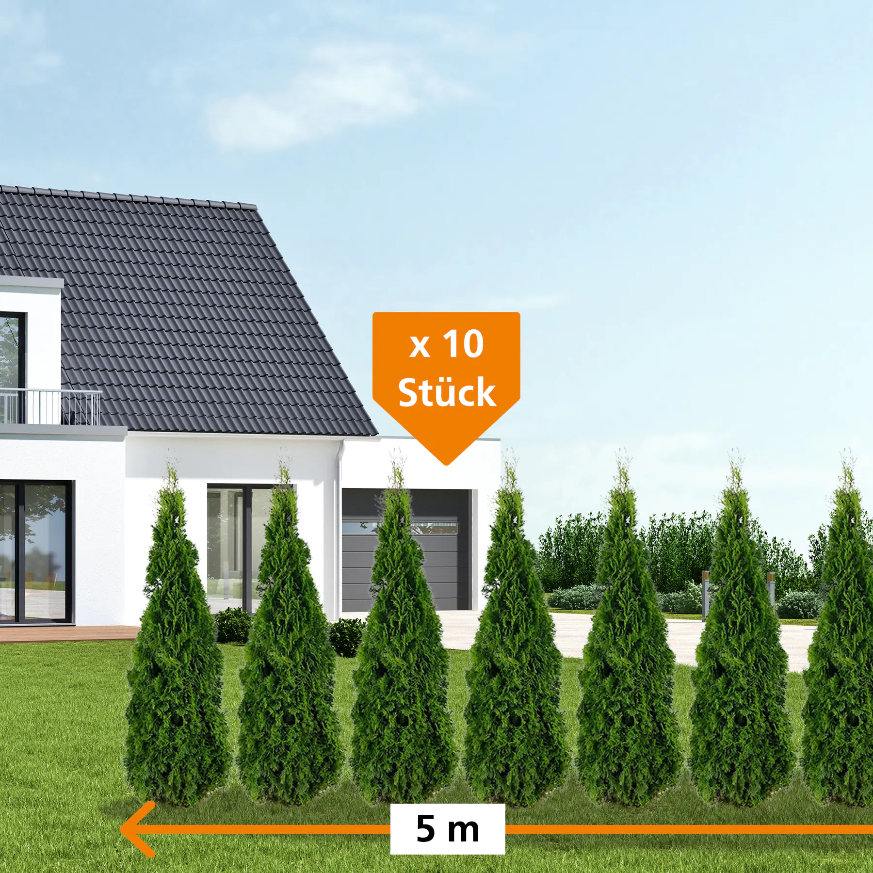 Lebensbaum Thuja occ. Smaragd H 180 - 200 cm, 10 Stück