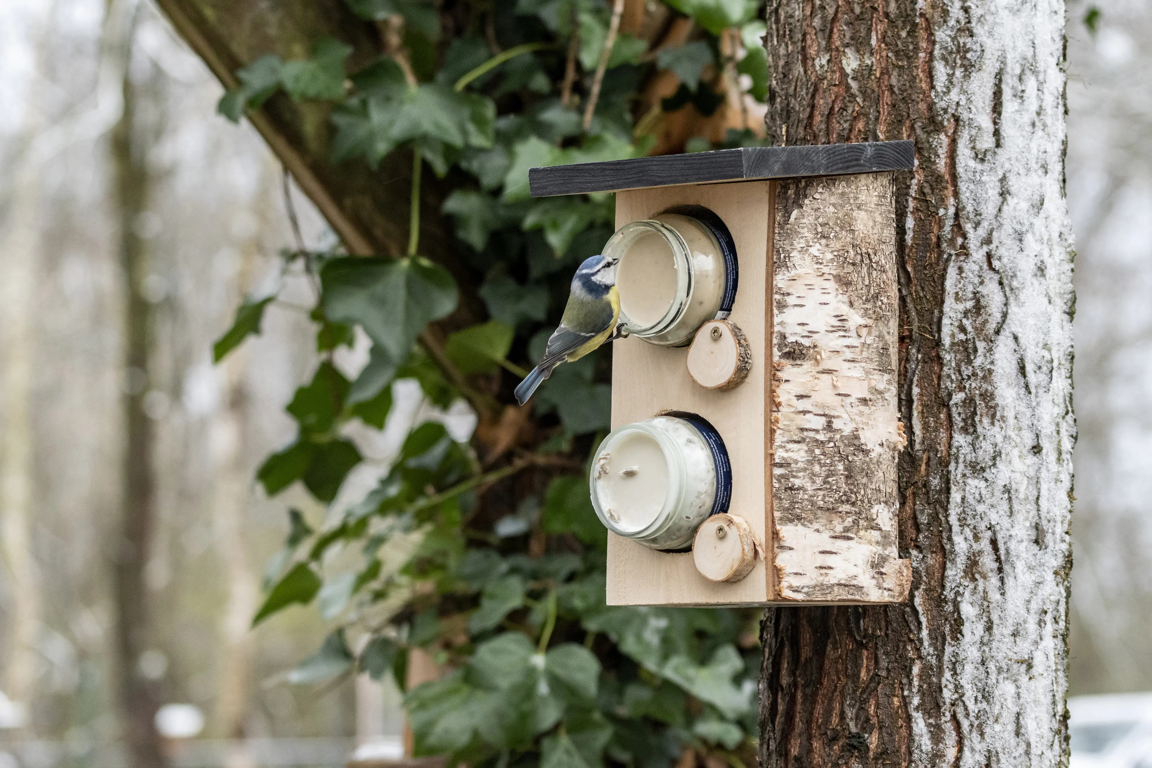 CJ Wildbird Erdnussbutterhalter Quebec für Wildvögel