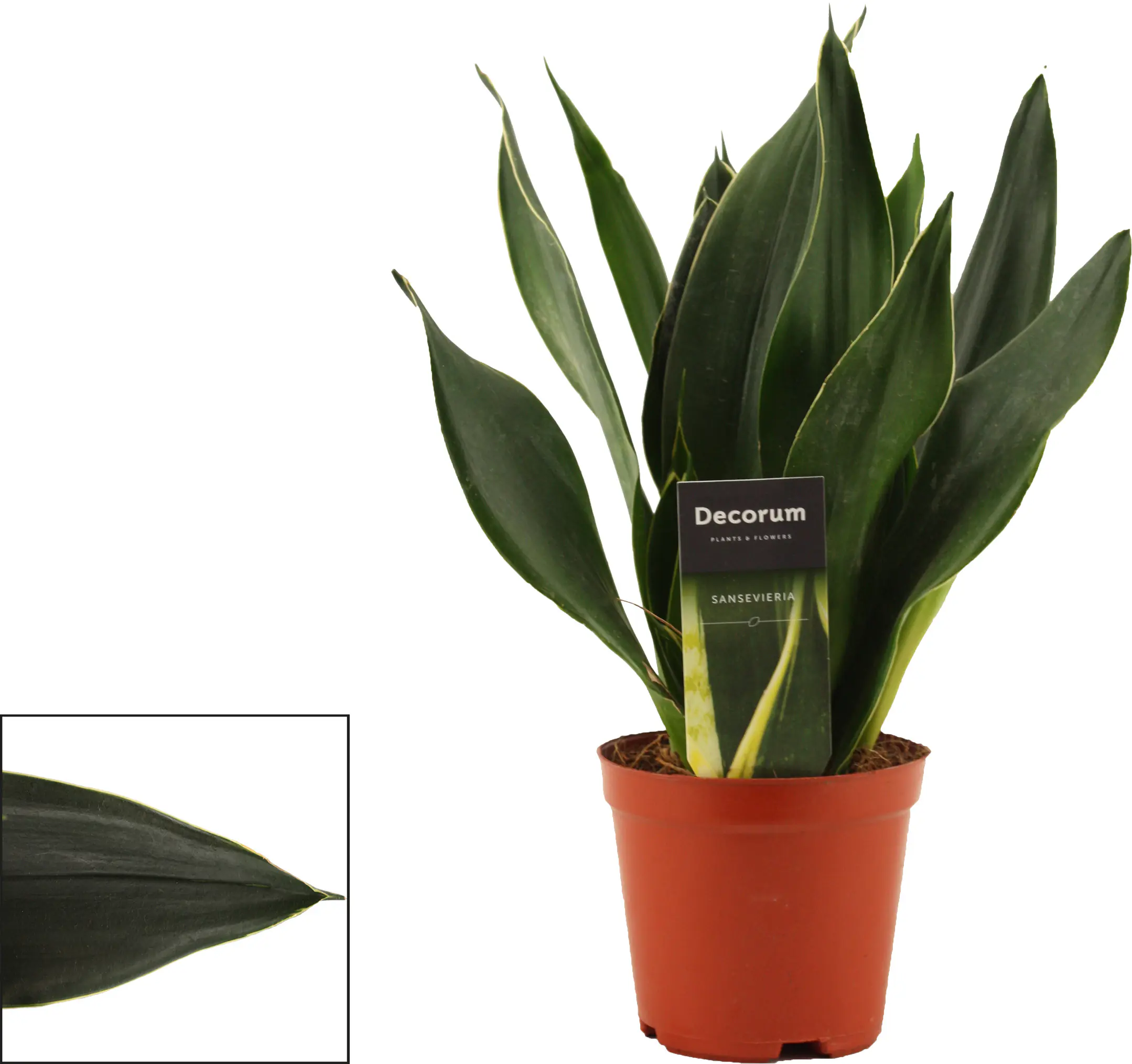 Sondersorten Sansevieria Bogenhanf im 12 cm Topf Sondersorten Sansevieria Bogenhanf im 12 cm Topf