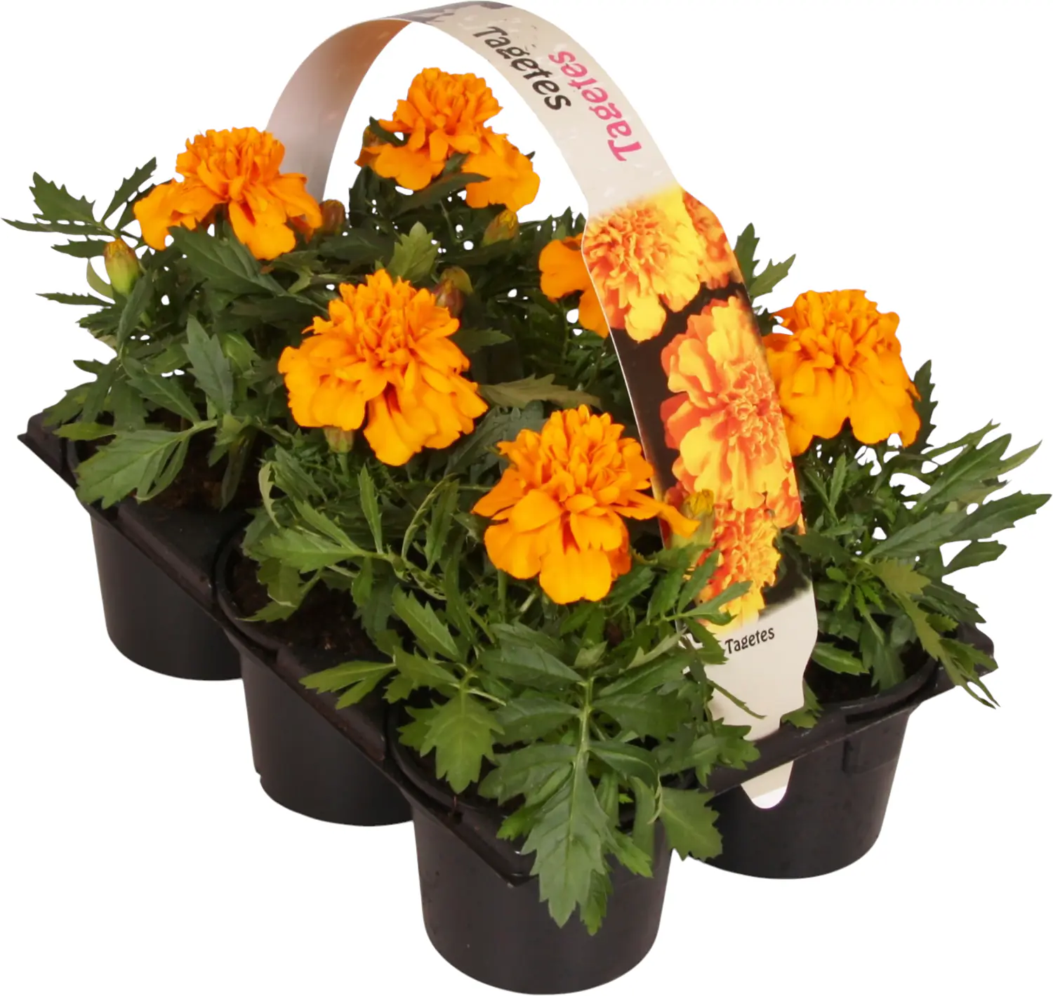 Beet- und Balkonpflanzen 6er Pack Beet- und Balkonpflanzen 6er Pack