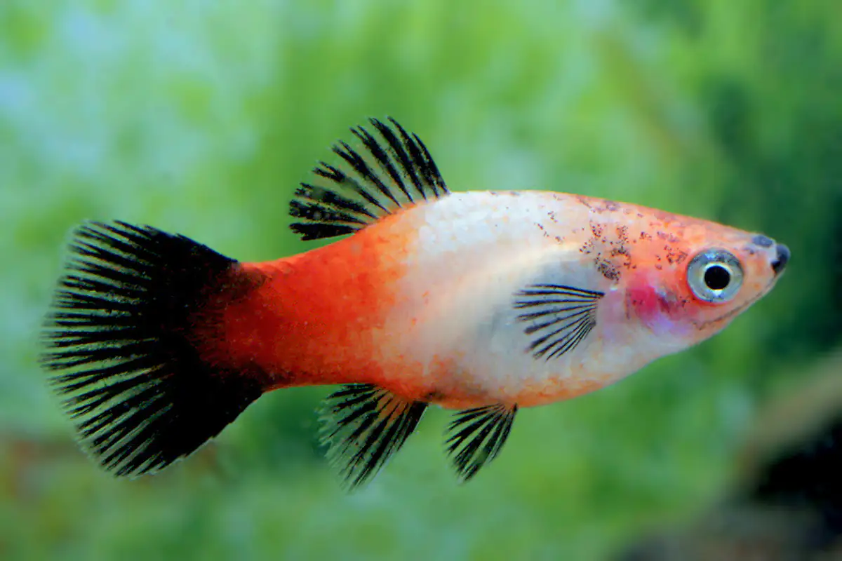 2076861028987 Aquariumfisch Deutschland Platy 3 cm Xiphophorus maculatus