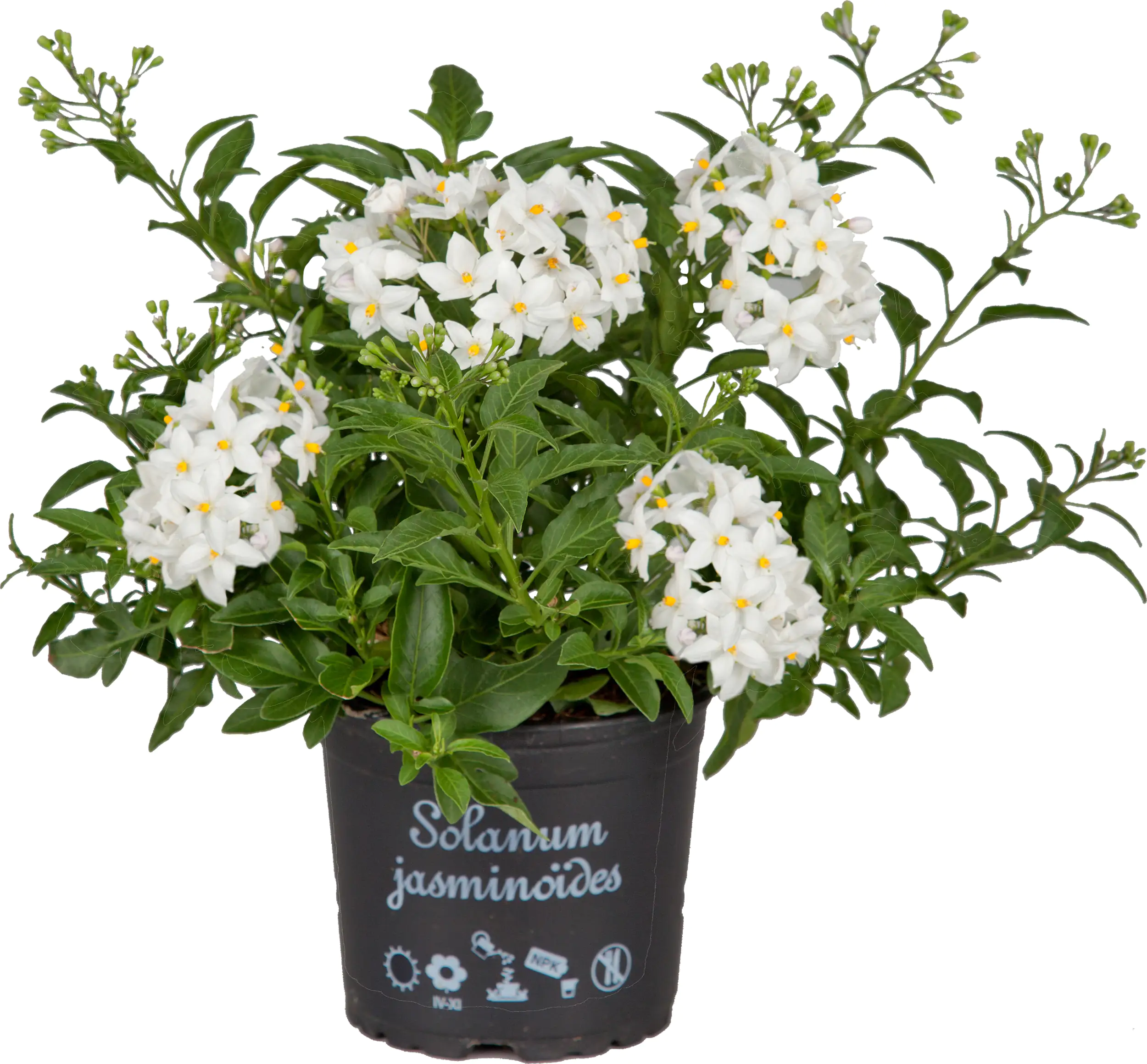 Nachtschatten Solanum jasminoides H ca 20 cm 12 cm Topf