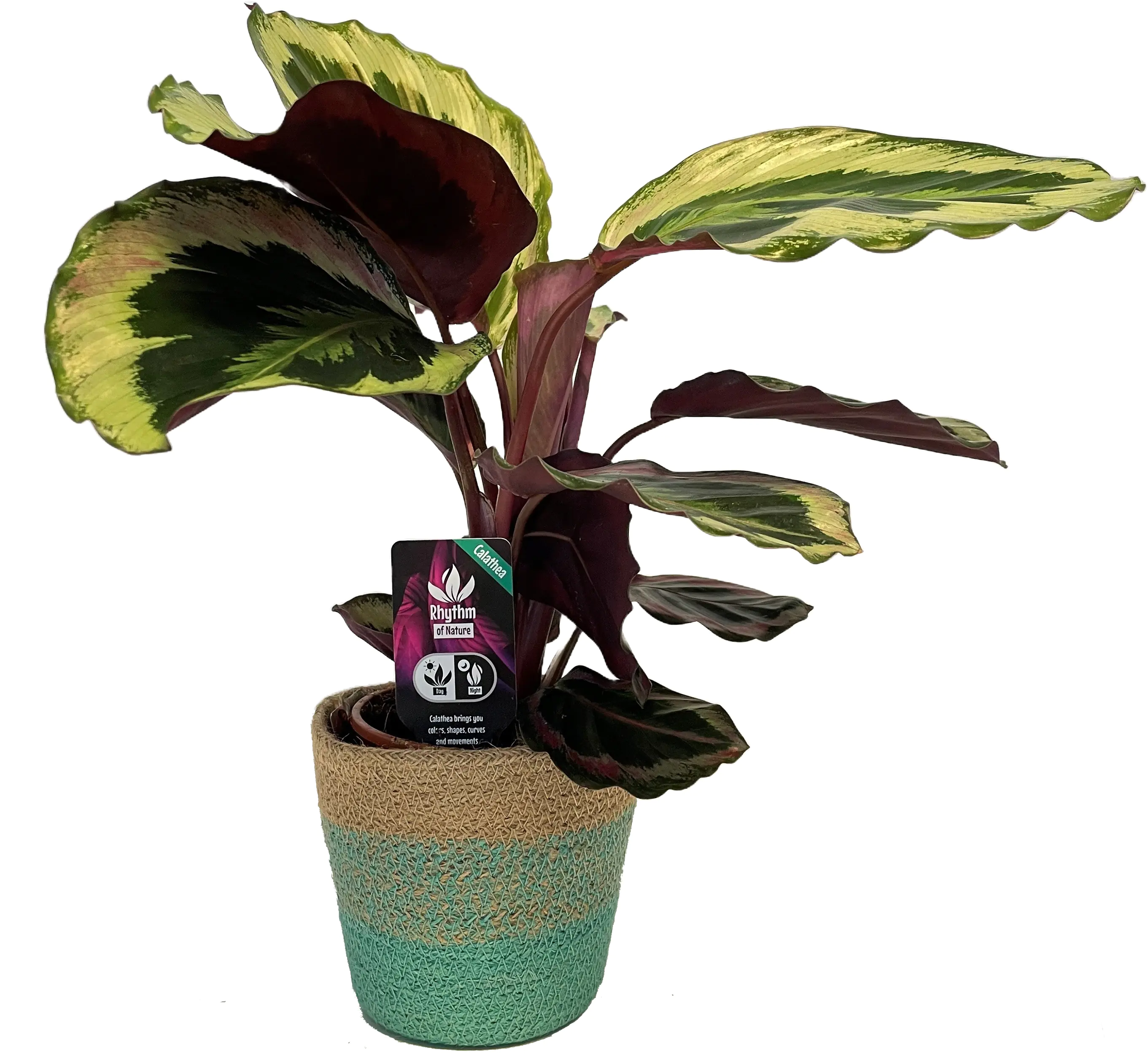 Arrangement für Innen Korbmarante Calathea im 12 cm Topf
