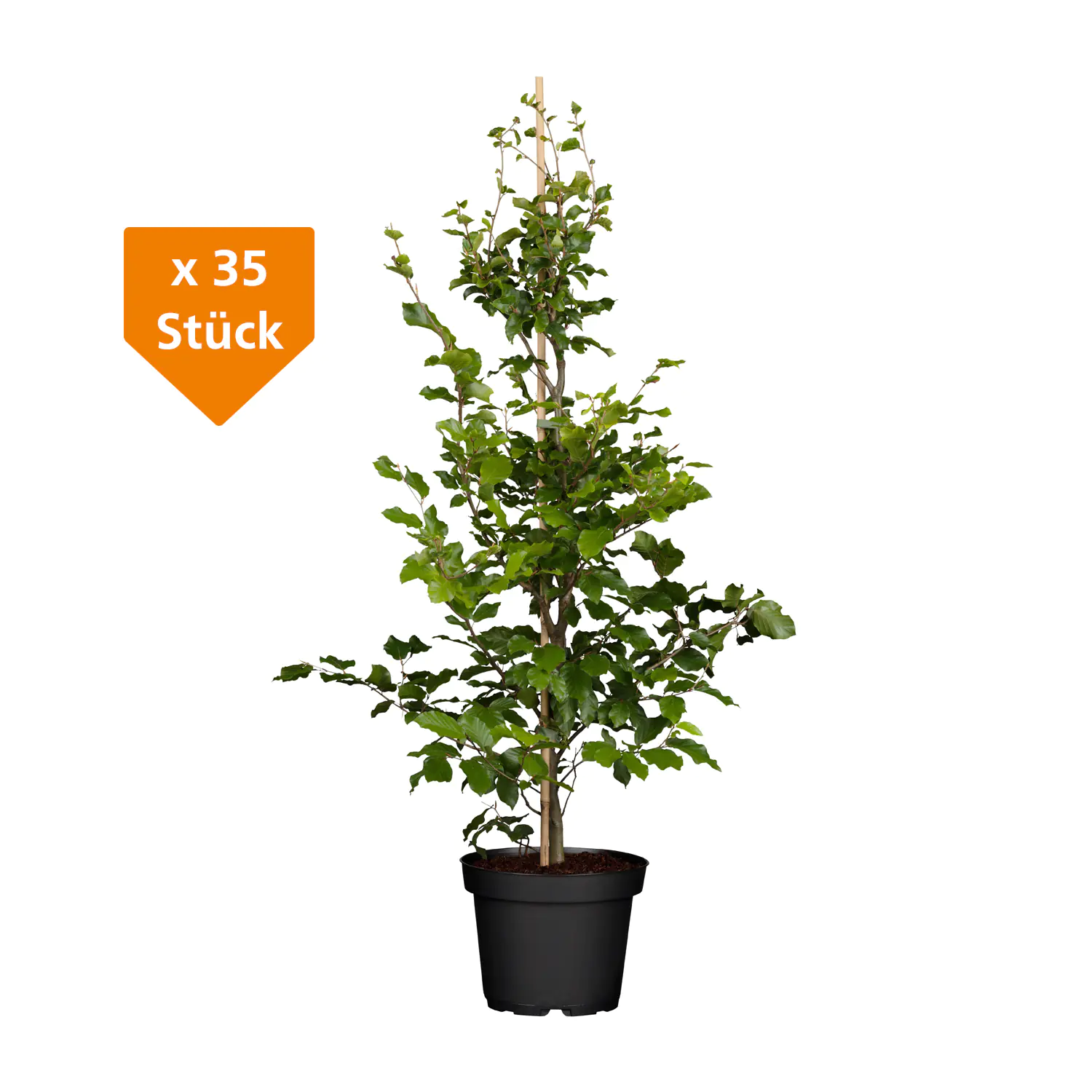 Rotbuche Fagus sylvatica H 150 - 175 cm, 35 Stück Rotbuche Fagus sylvatica H 150 - 175 cm, 35 Stück