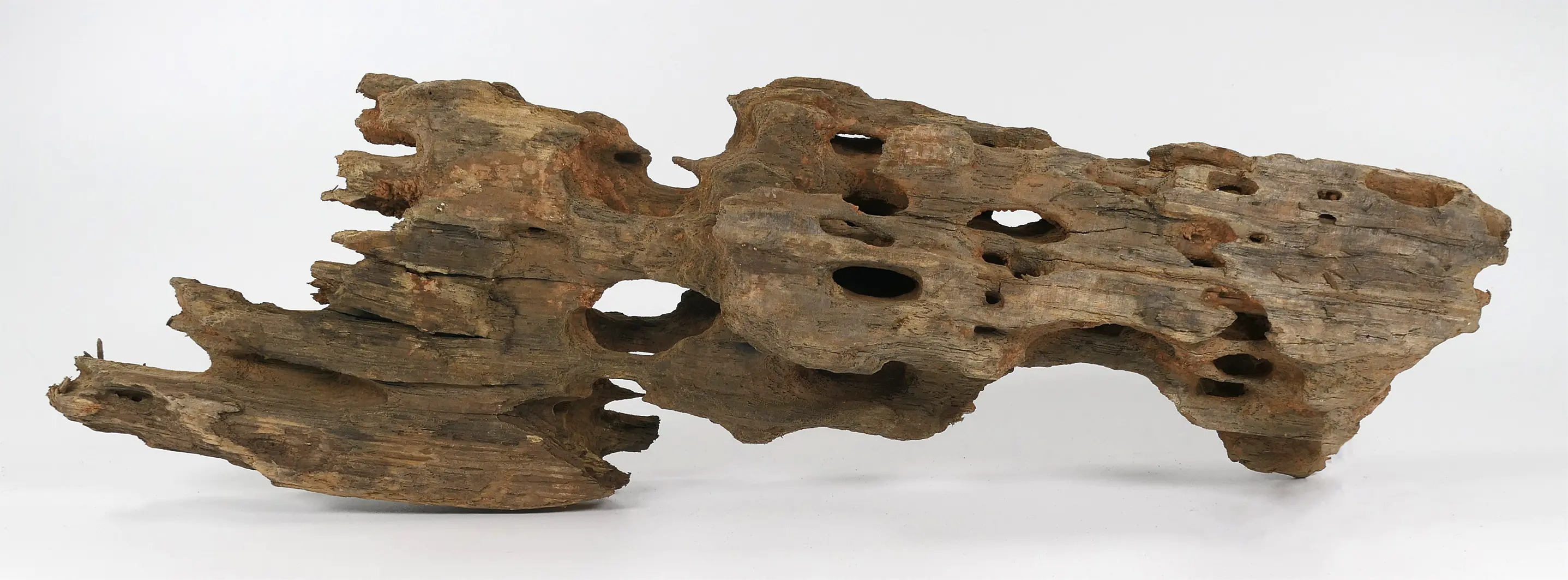 Orbit Caruqa-Wurzel medium