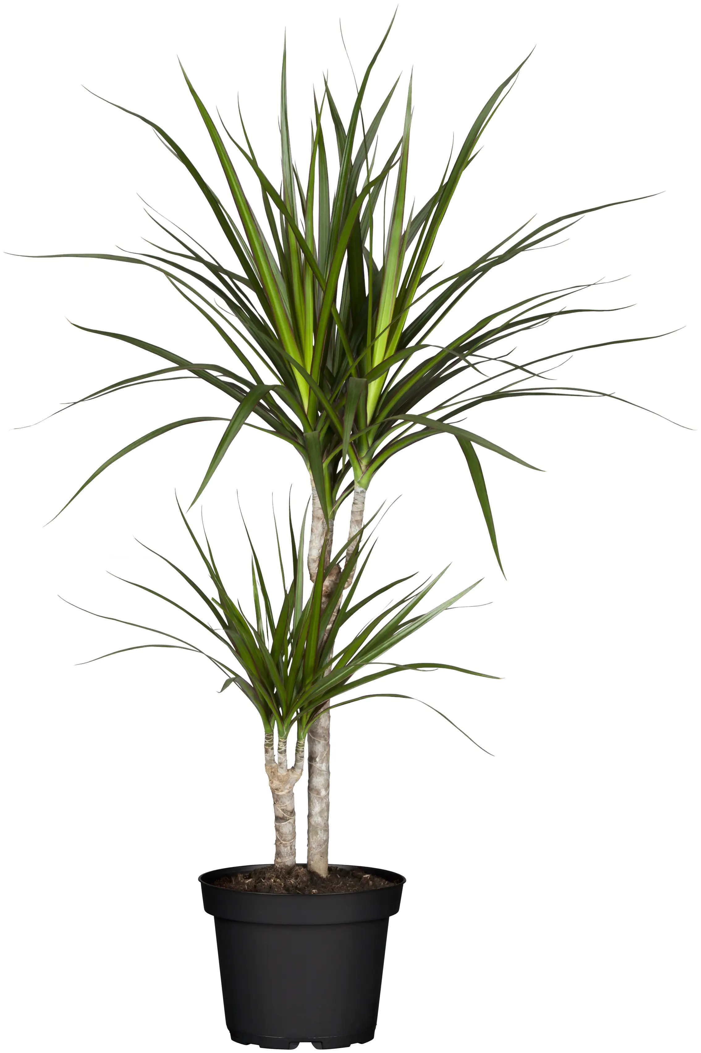 8717432606268 Drachenbaum Dracaena Marginata H ca. 75 cm 17 cm Topf