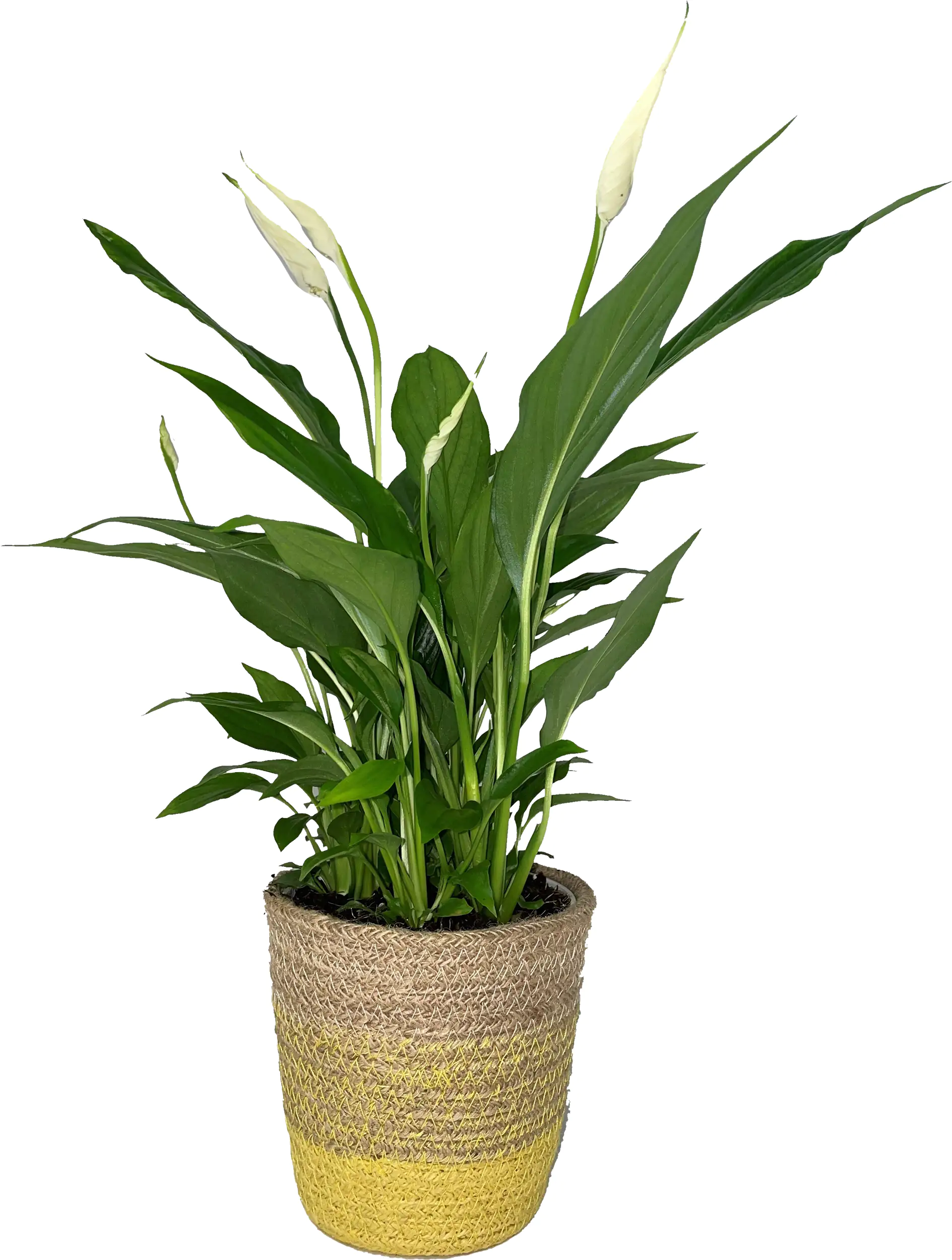 Friedenslilie Spathiphyllum Sweet Lauretta im Korb H 40 cm 12 cm Korb