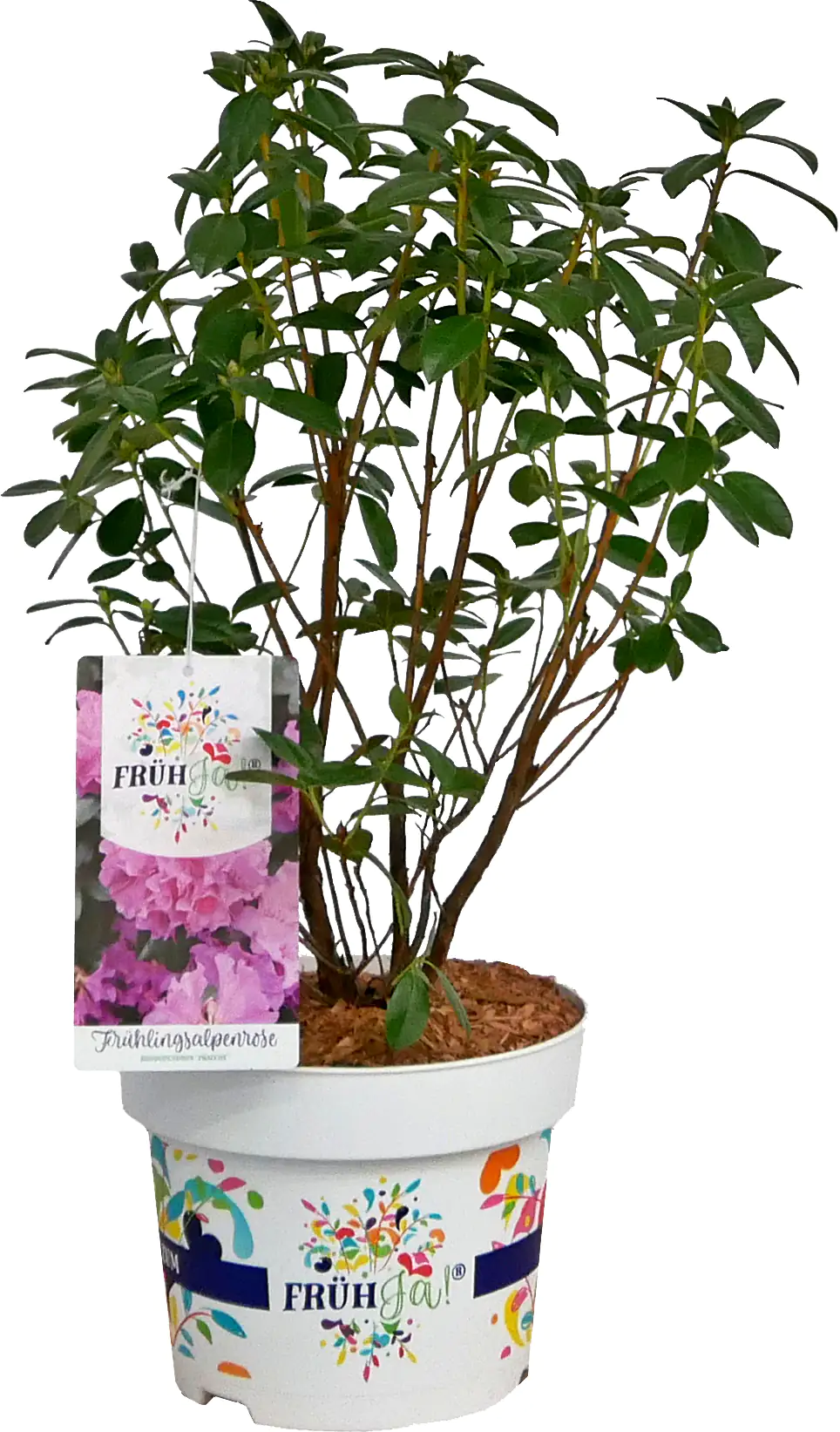 Frühja! Vorfrühlings-Alpenrose 23 cm Topf, 40-60 cm hoch Frühja! Vorfrühlings-Alpenrose 23 cm Topf, 40-60 cm hoch