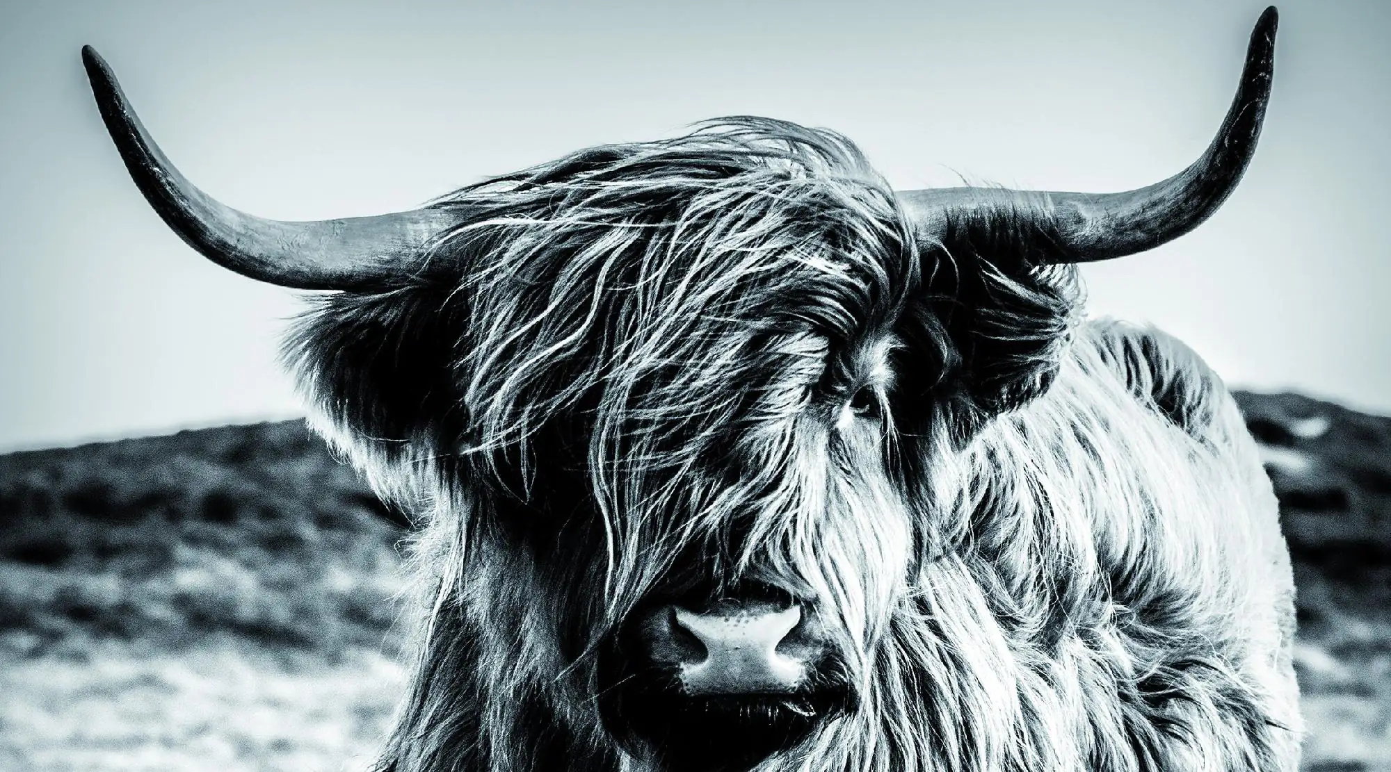 Deco-Panel Bild Cow bw 180 x 100 cm Deco-Panel Bild Cow bw 180 x 100 cm
