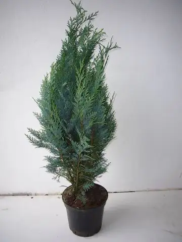 Scheinzypresse 80 cm hoch 5 l Container