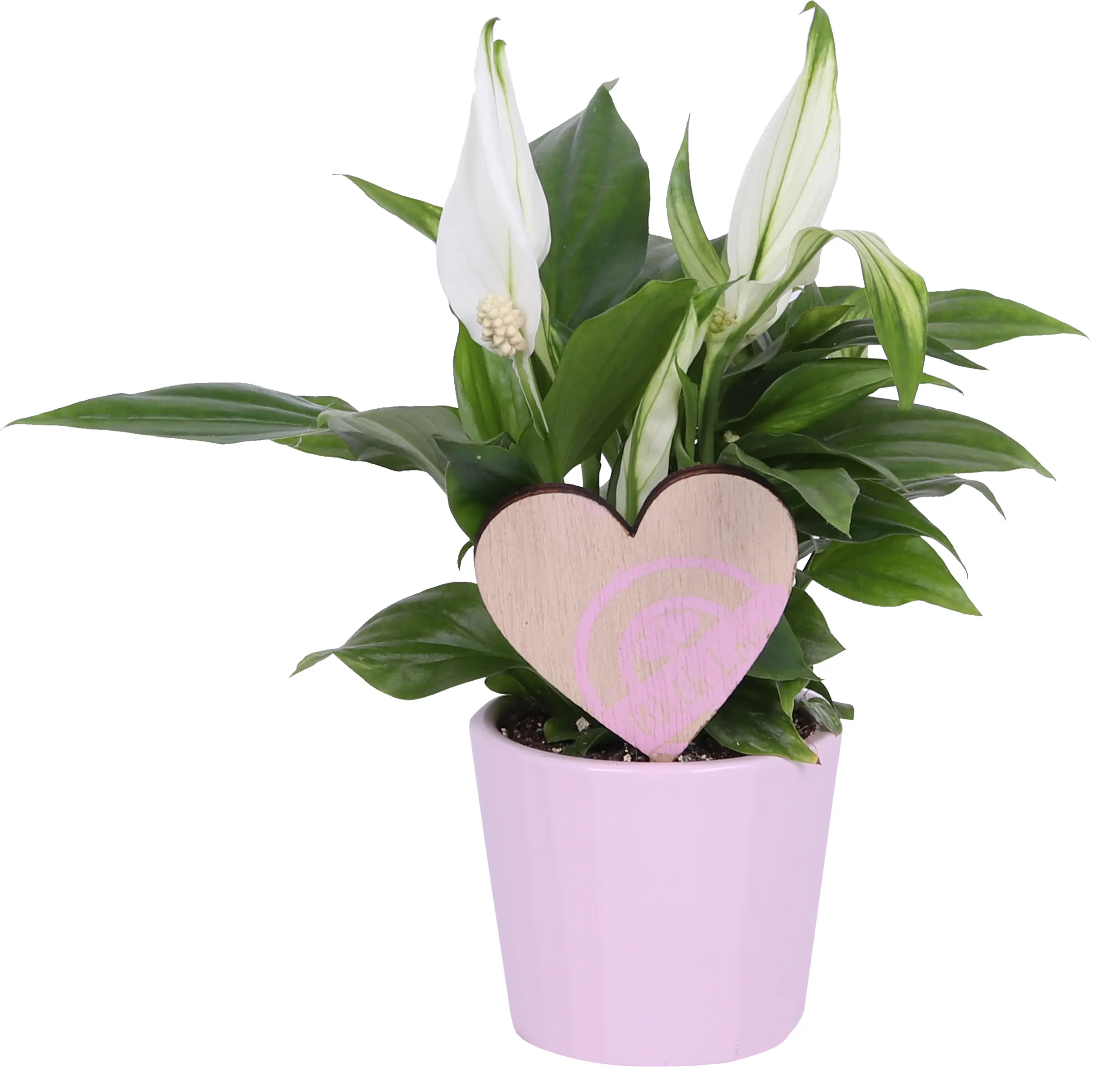 Friedenslilie Spatiphyllum im 7,5 cm Topf mit Deko zum Valentinstag