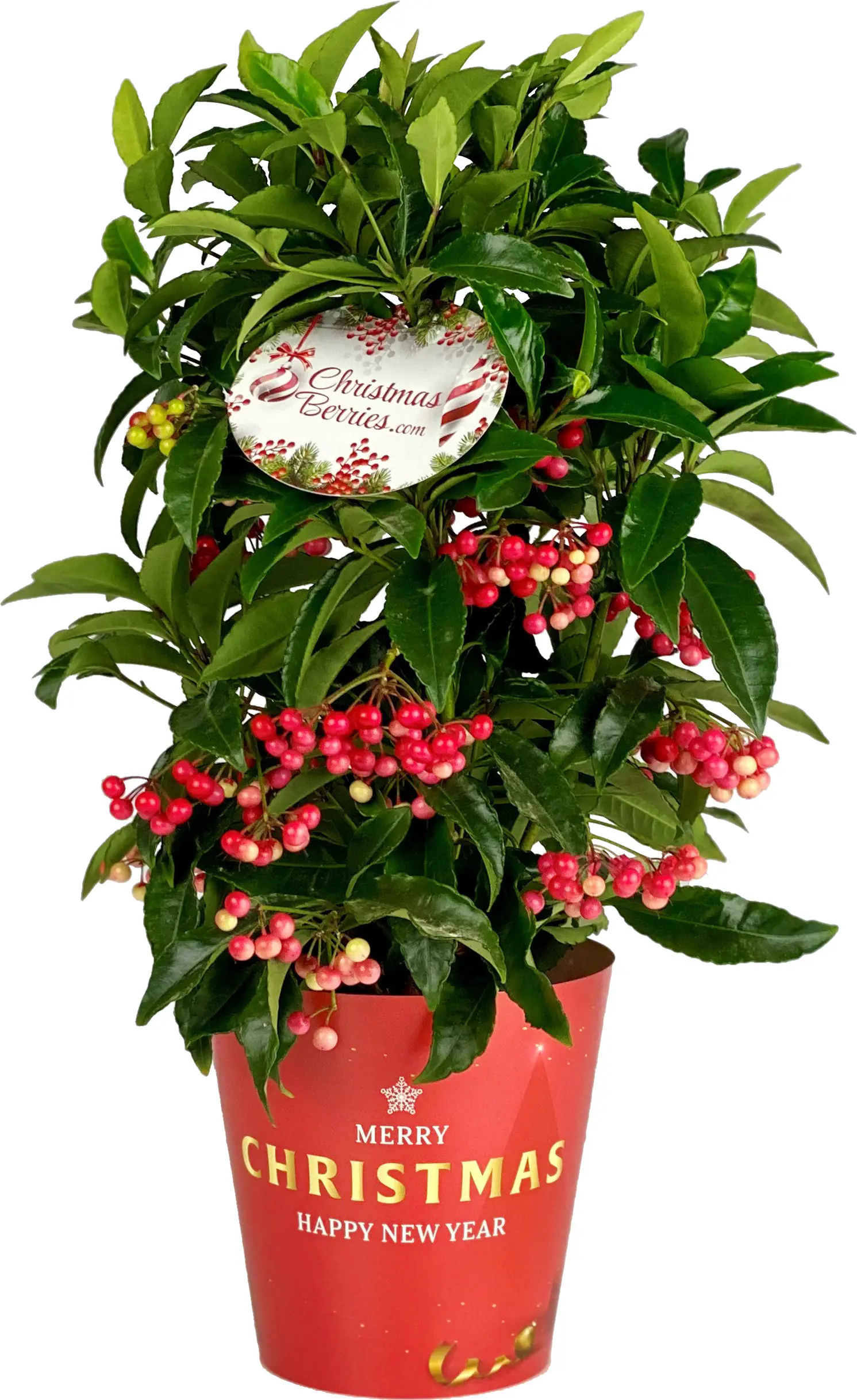 Korallenbeere Ardisie Ardisia Crenata  H 40 cm, 14 cm Topf