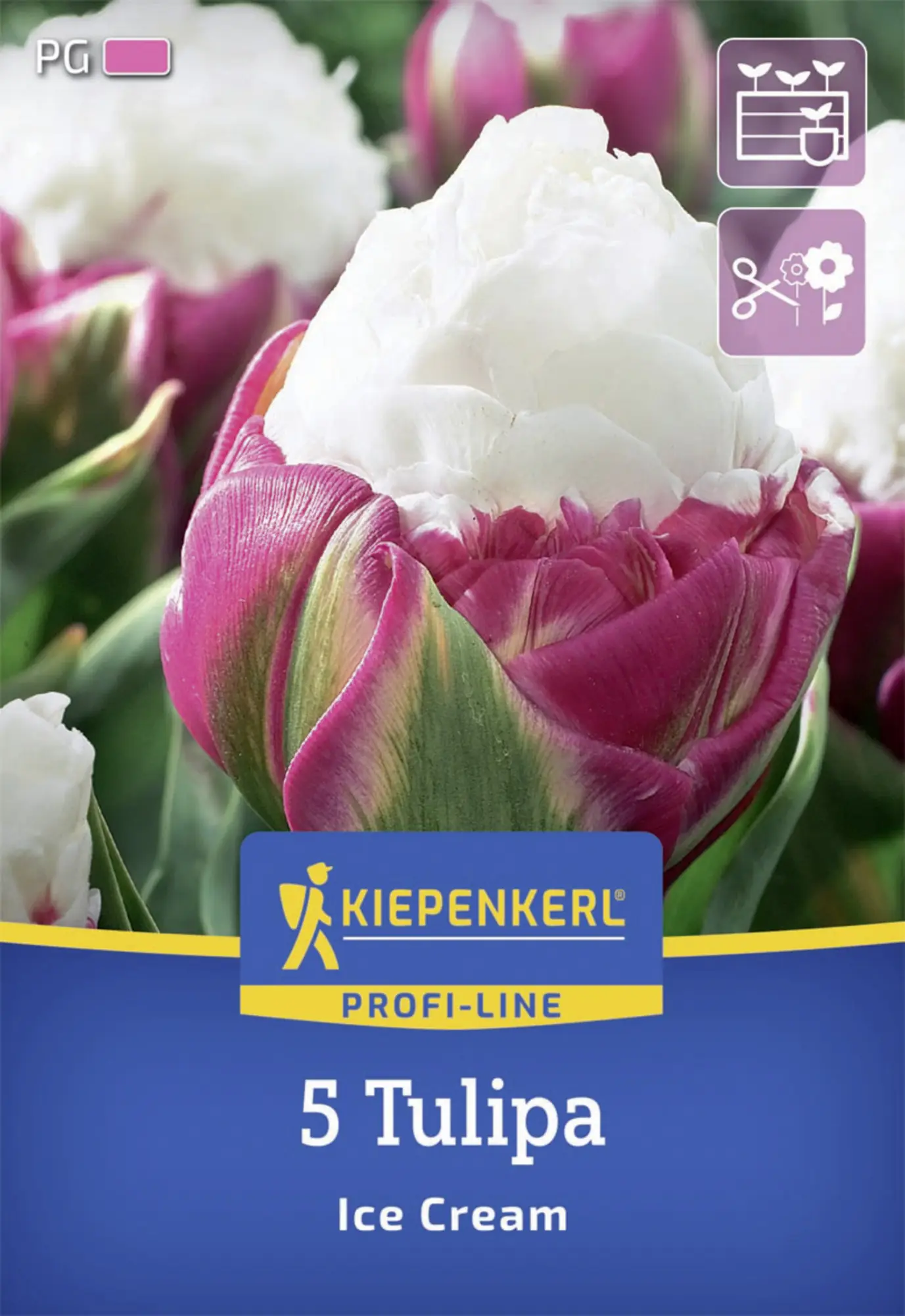 Kiepenkerl Herbstblumenzwiebel Profi-Line Tulpe Ice Cream 5 Stück
