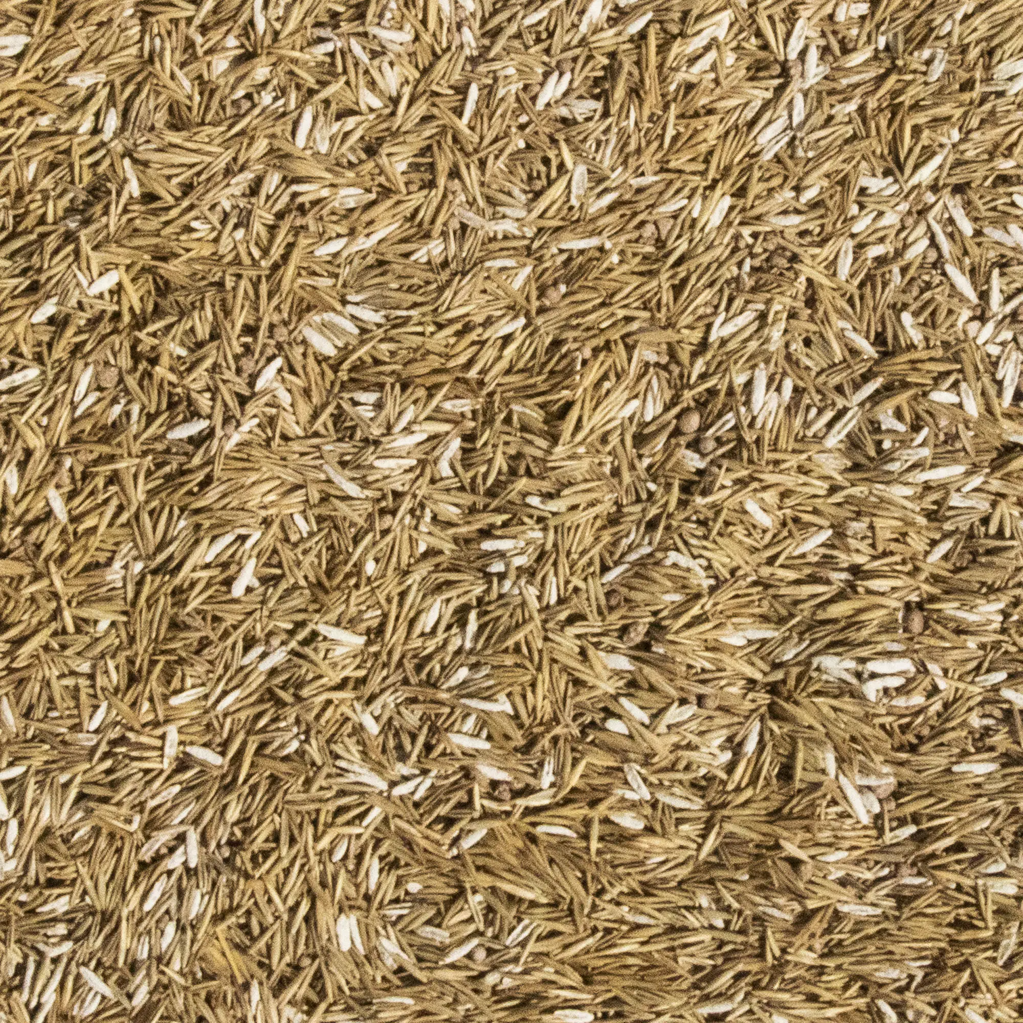 Westland Smart Seed Trocken Schattenrasen für 40 m² 1 kg Westland Smart Seed Trocken Schattenrasen für 40 m² 1 kg