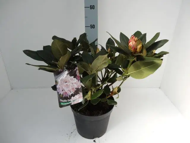 Rhododendron 4 l Container