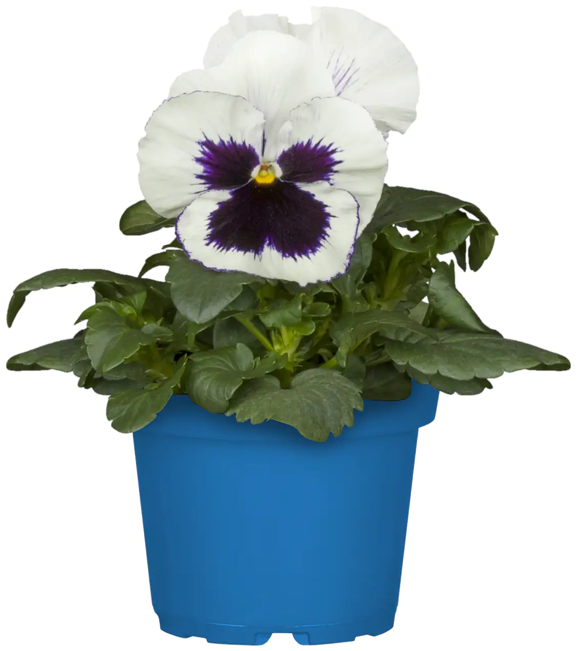 Bio Stiefmütterchen Viola wittrockiana 10,5 cm Topf