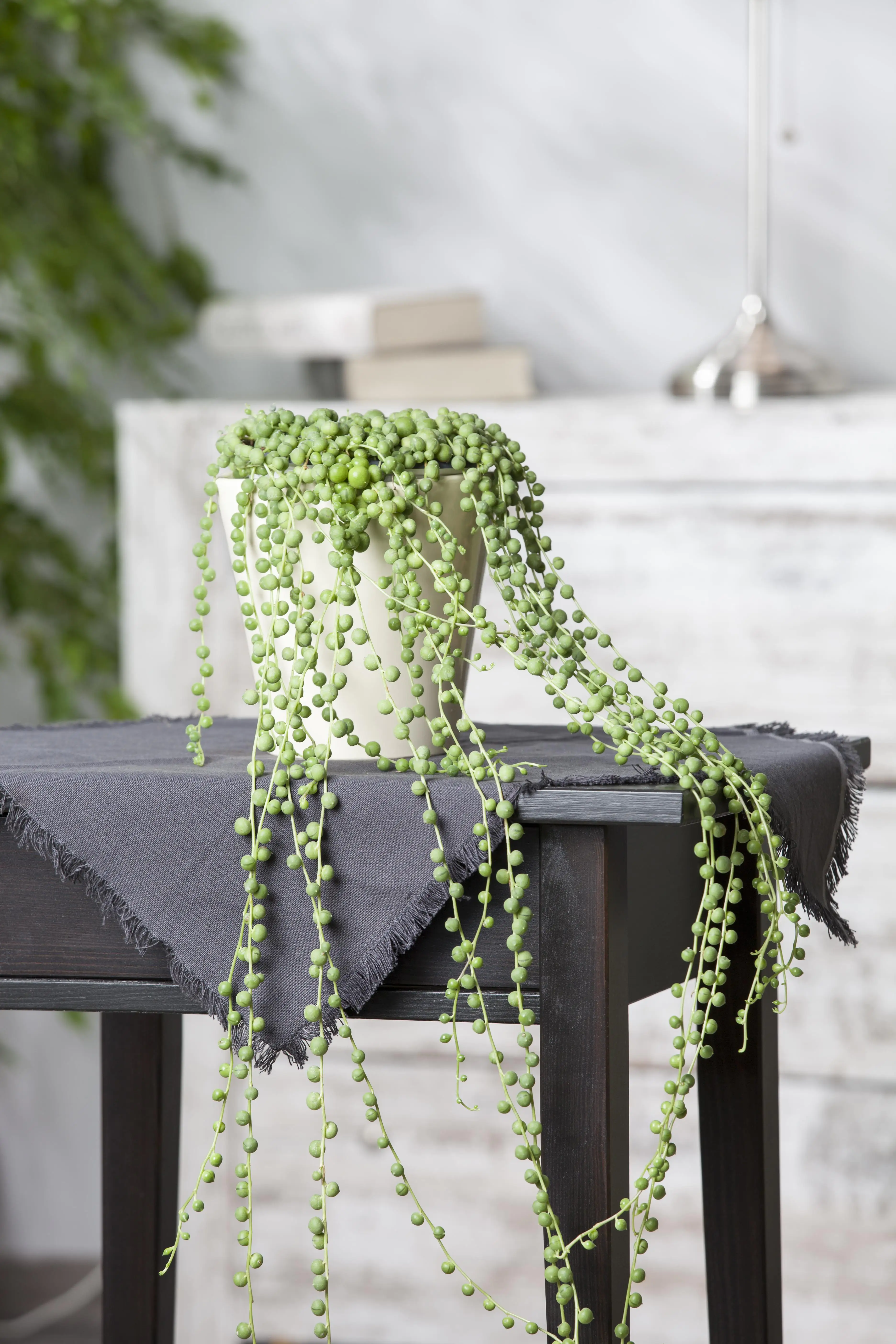 Erbsenpflanze Rowleyanus H ca. 15 cm 12 cm Topf