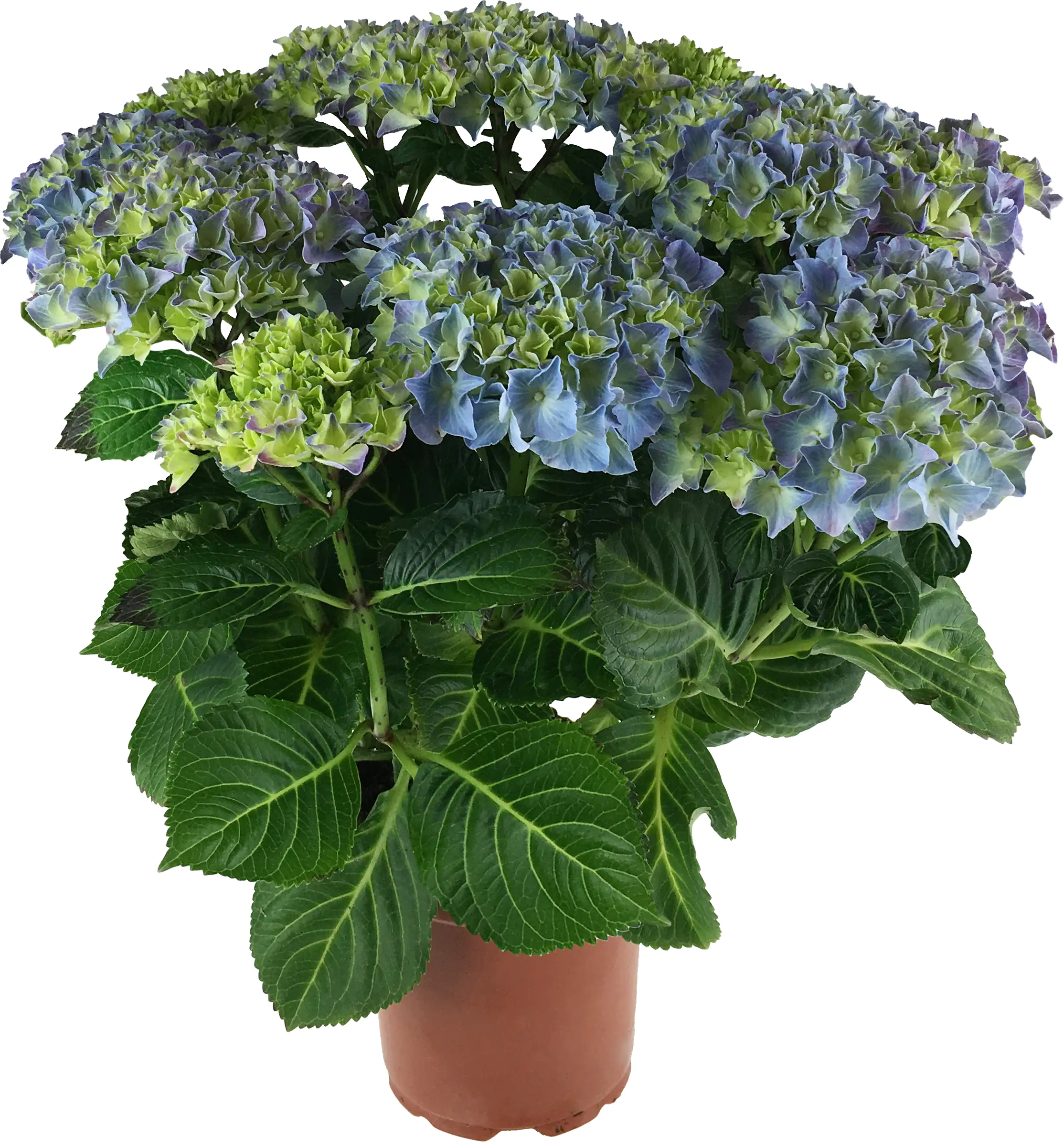Hortensie Hydrangea Ø 35 - 40 cm 13 cm Topf