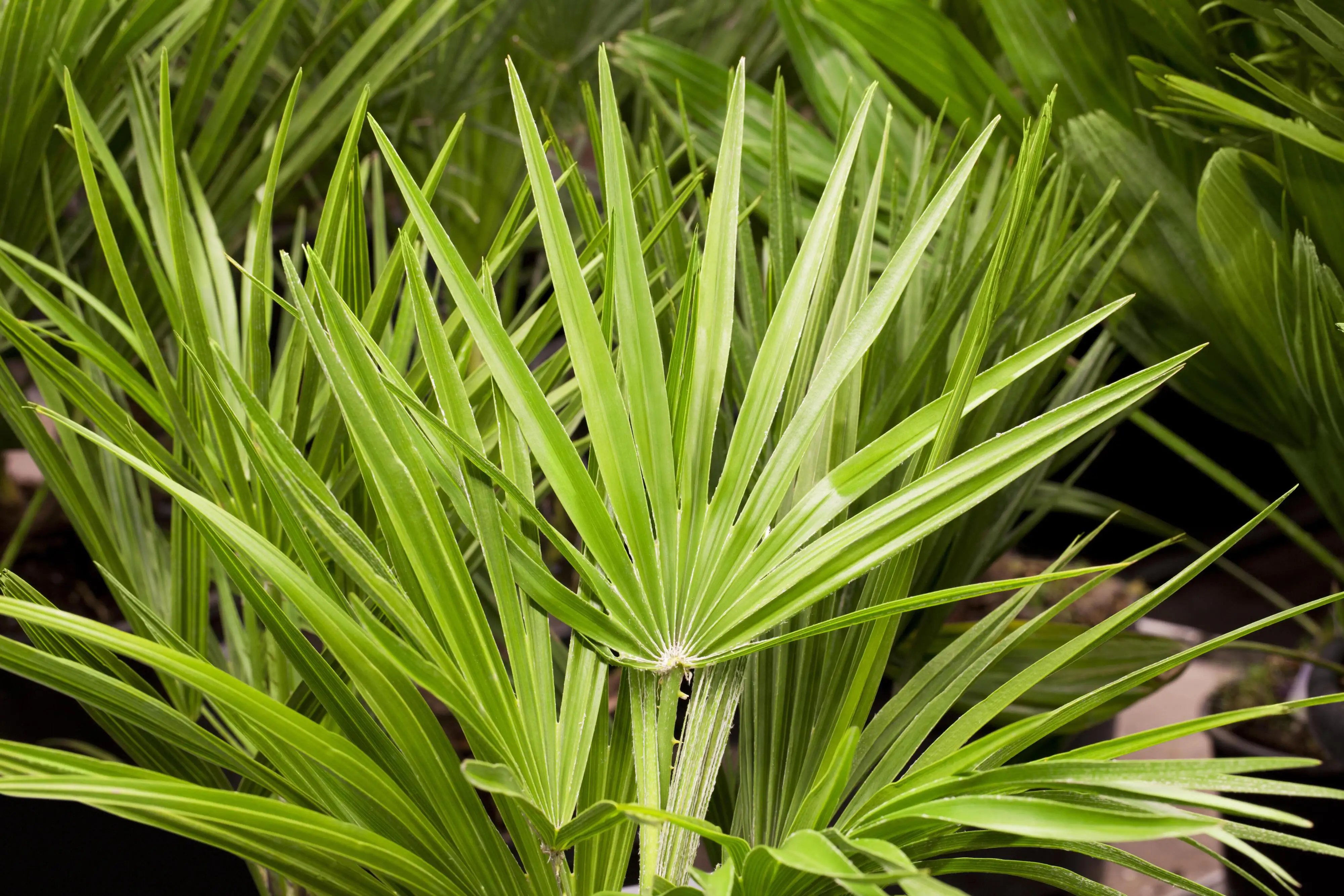 Zwergpalme Chamaerops Humilis H ca 80 cm 21 cm Topf